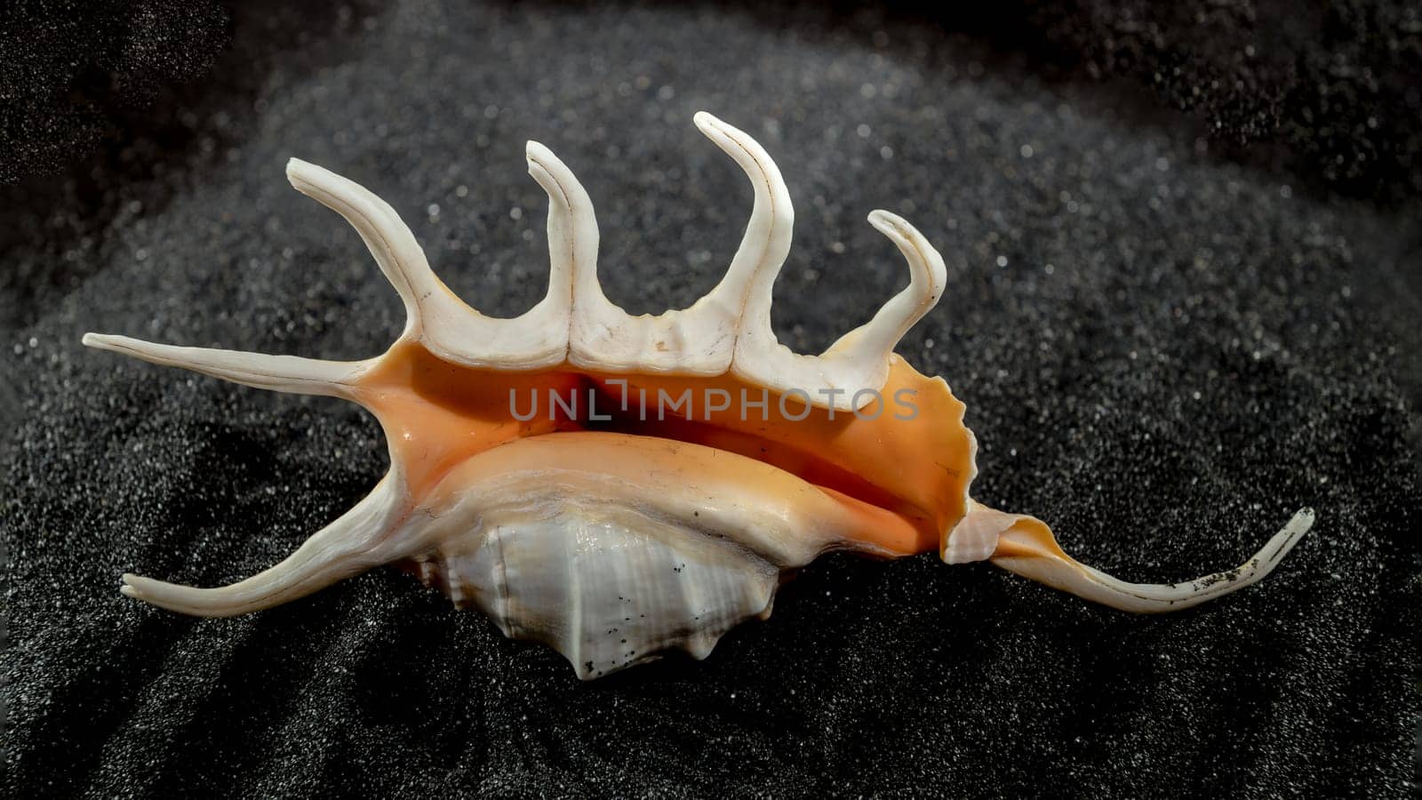 Close-up of Scorpion conch seashell on a black sand background