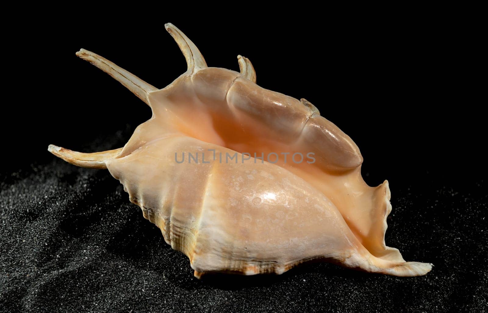 Strombidae Seashell on a black sand background by Multipedia
