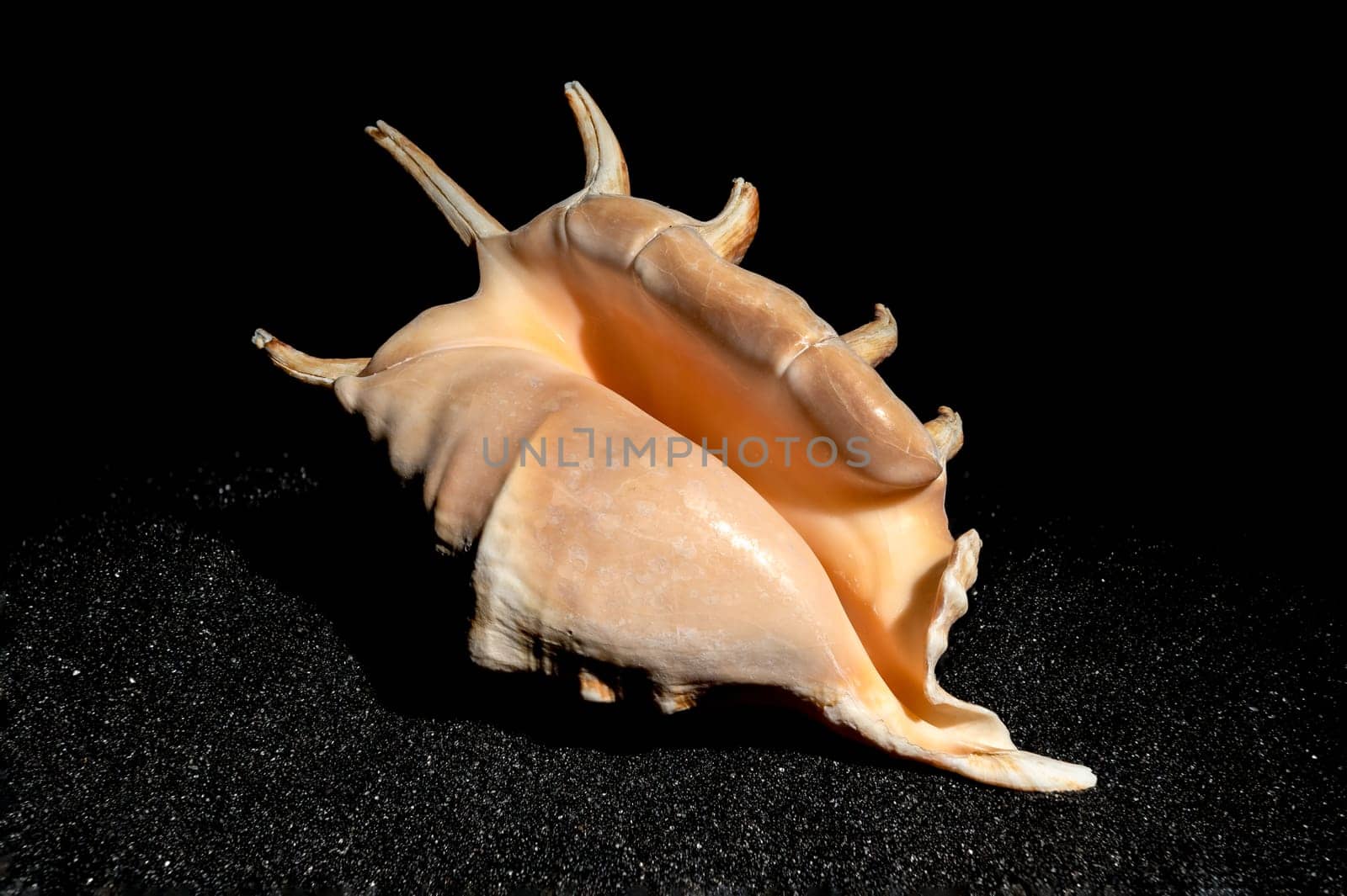 Strombidae conch seashell on a black sand background