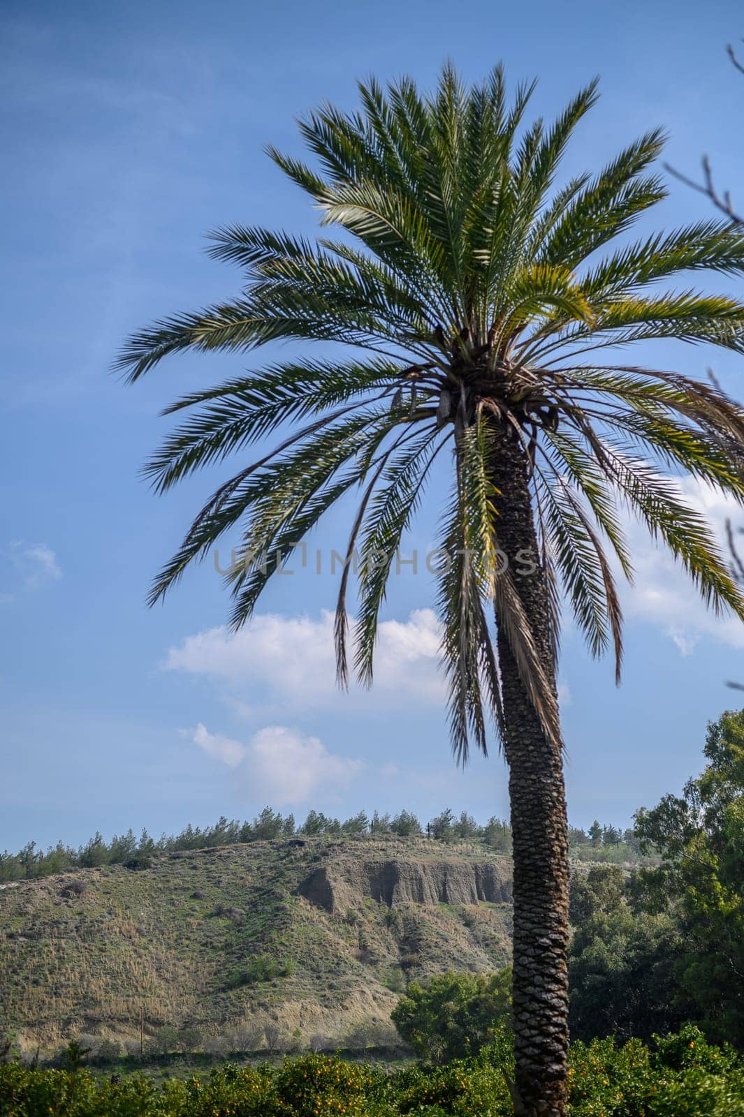 date palm in cyprus in winter