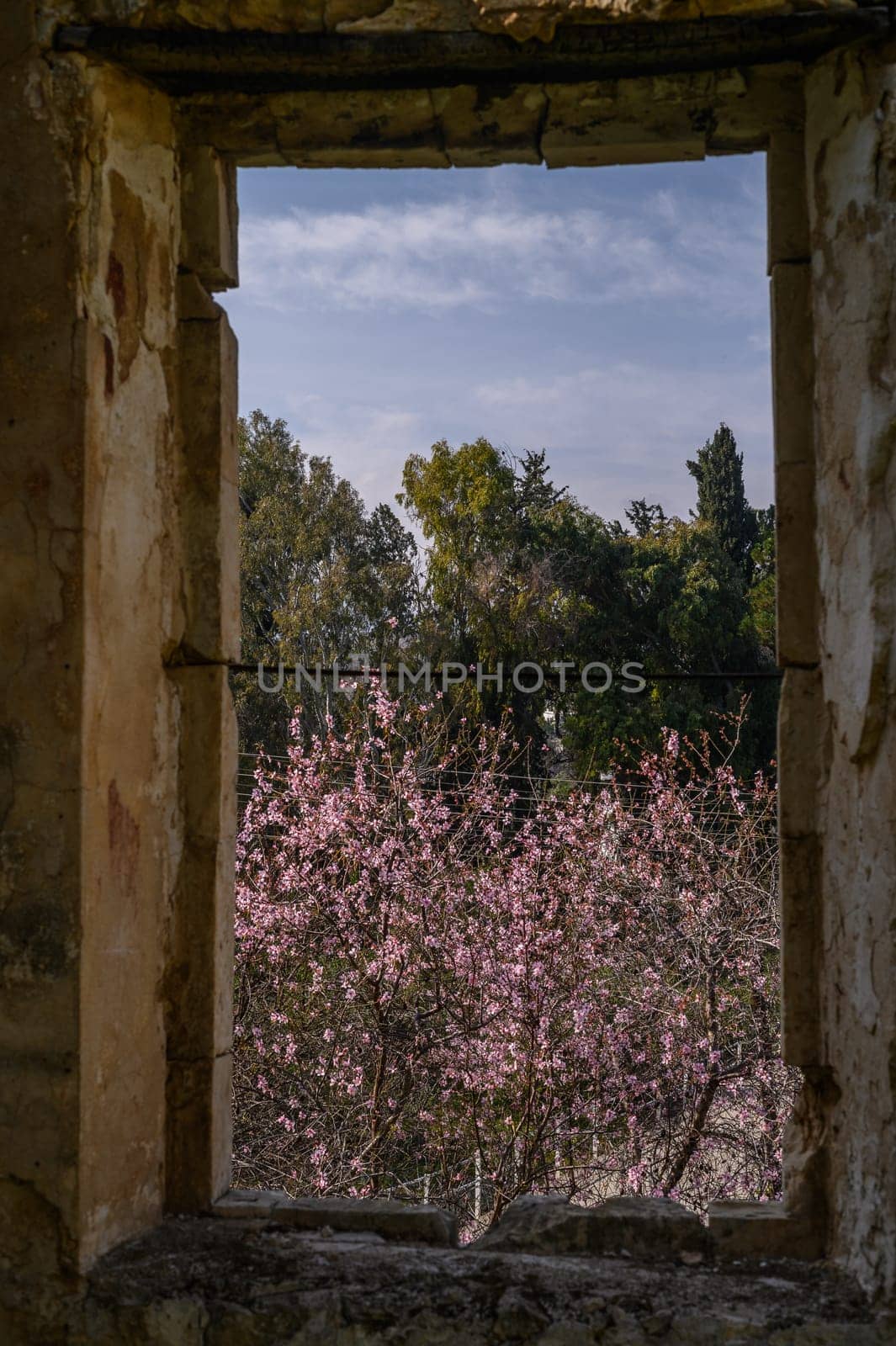 almond blossoms in Cyprus in winter 1