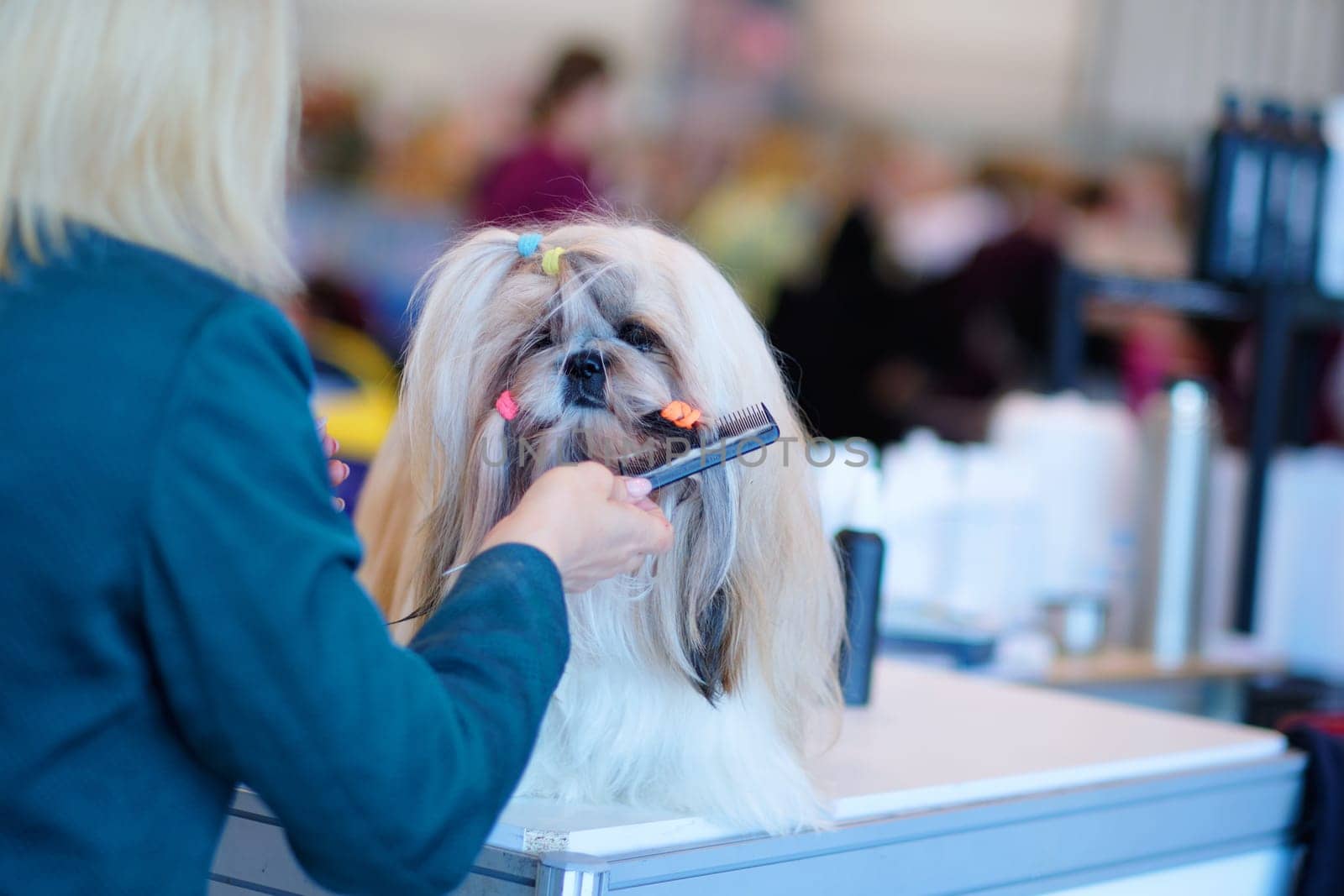 A woman combs a purebred shih tzu on a grooming table at a dog show