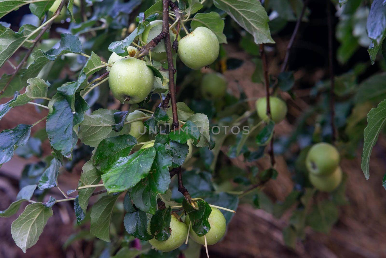 Several green apples on a branch of an apple tree. Raindrops on green apples.