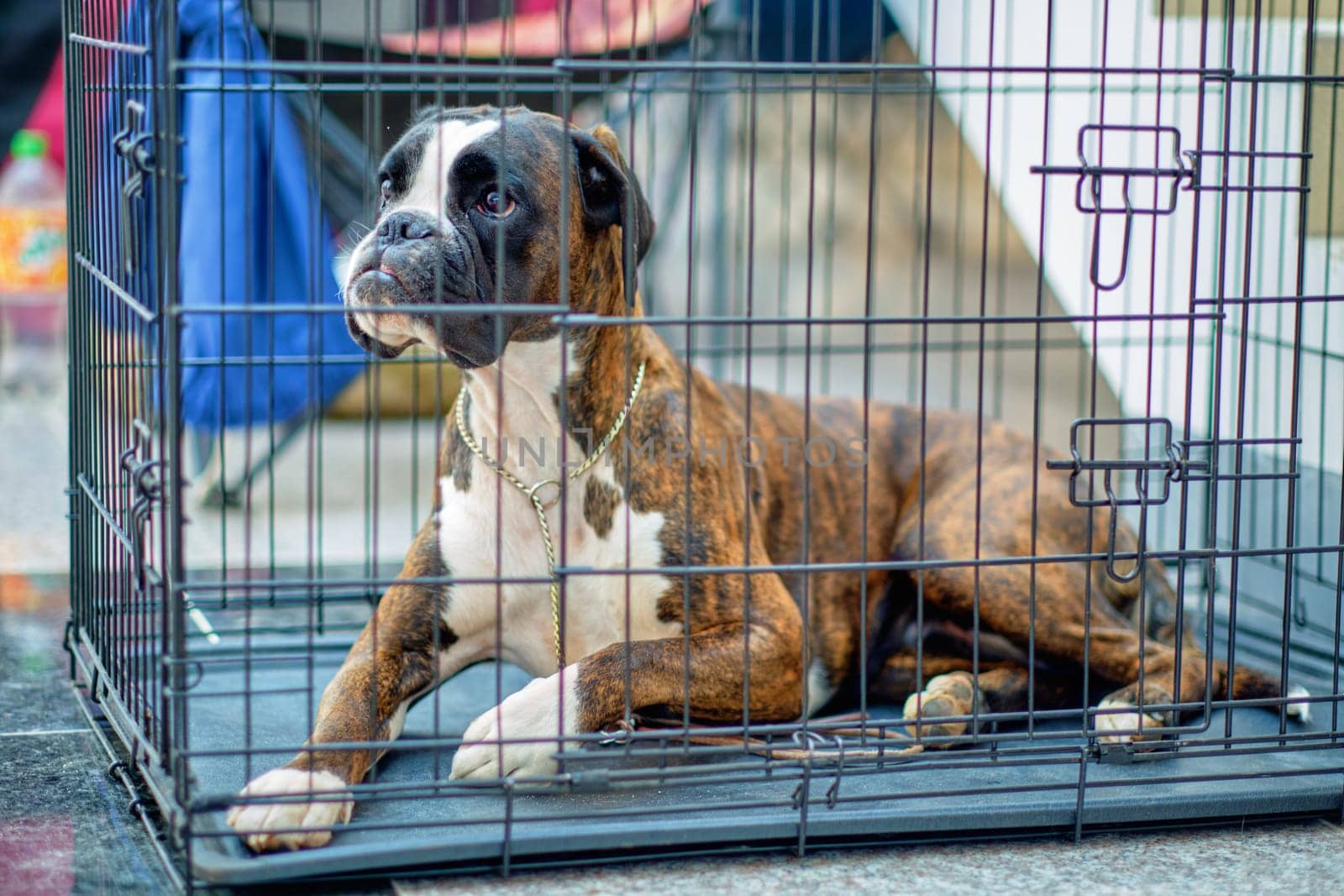 Boxer dog in an animal cage for safety