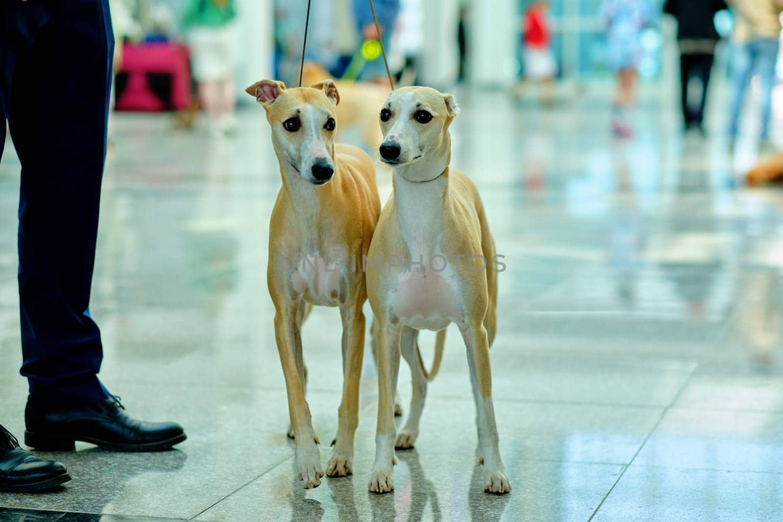 Two Whippet dogs are standing next to each other, the middle plan of the photo