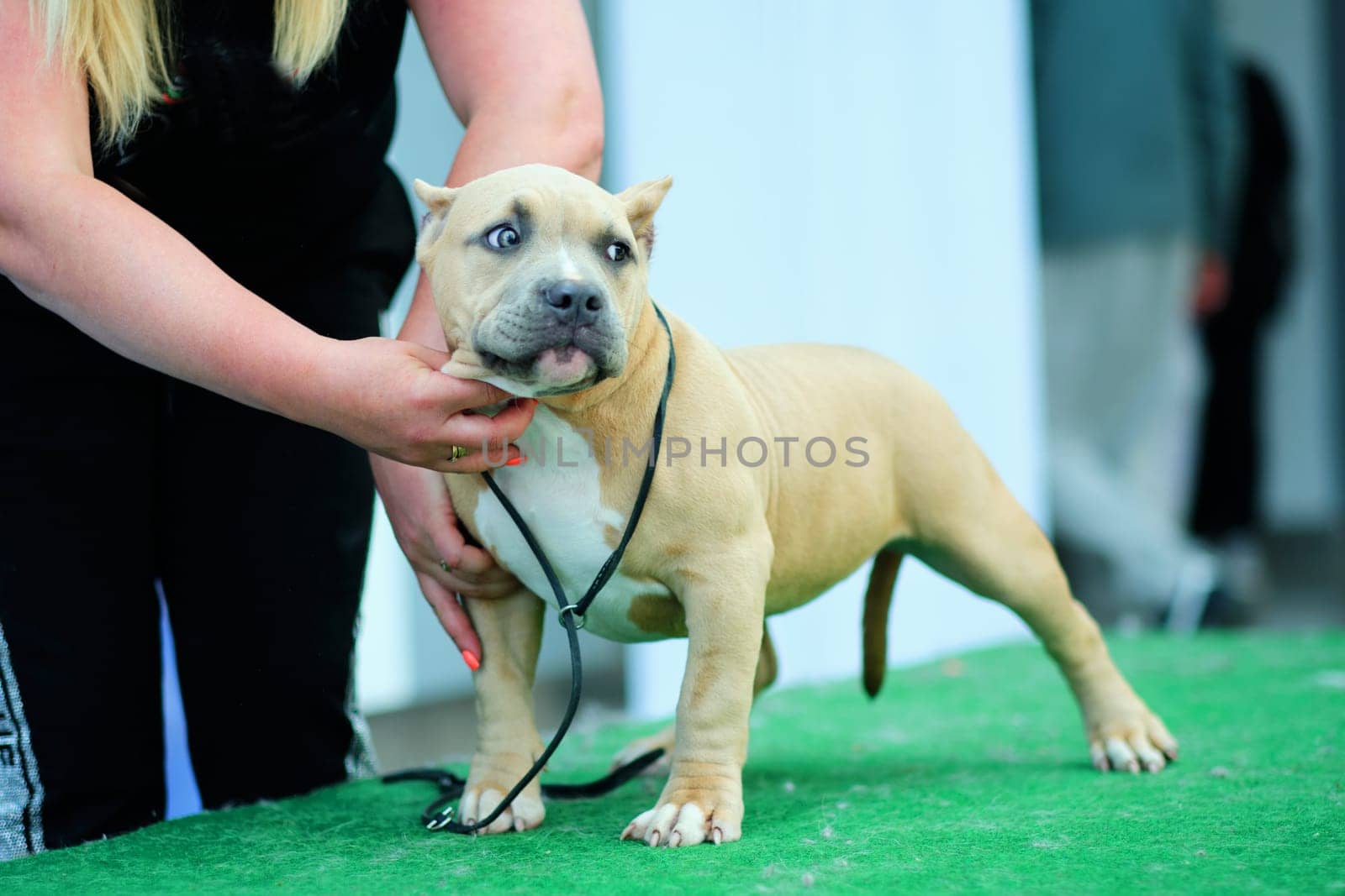 American bully puppy in the rack