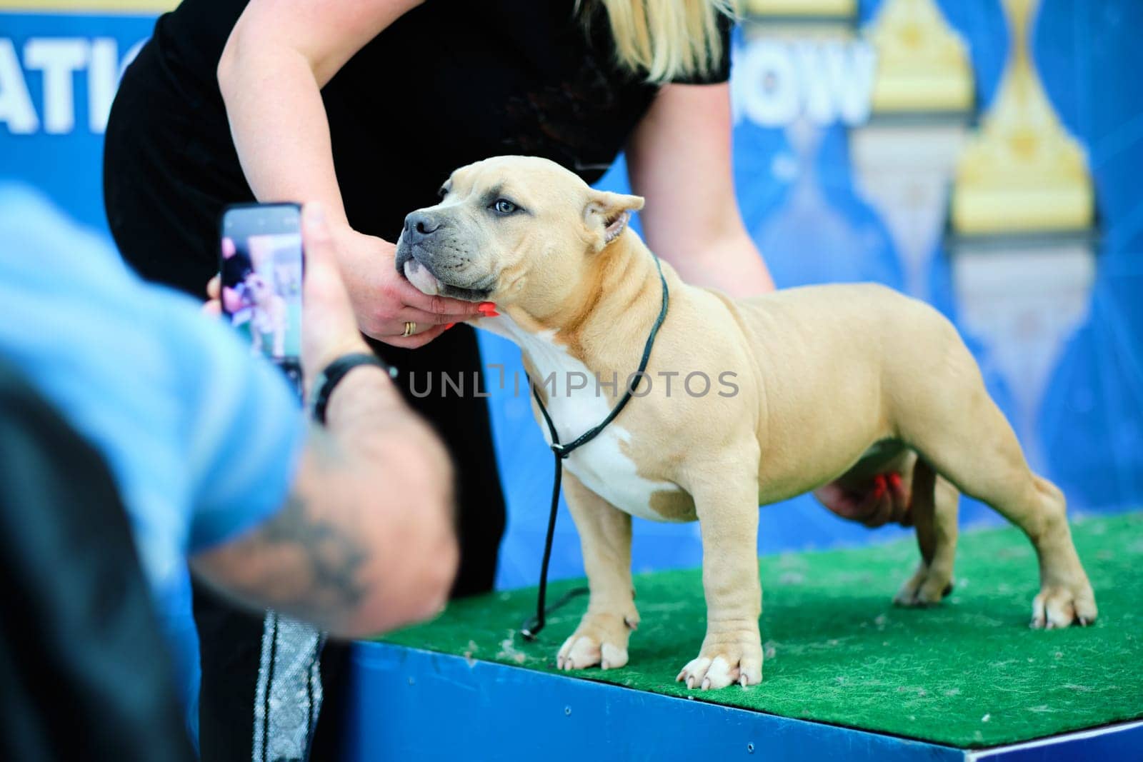 A dog of the American Bully breed at a dog show.