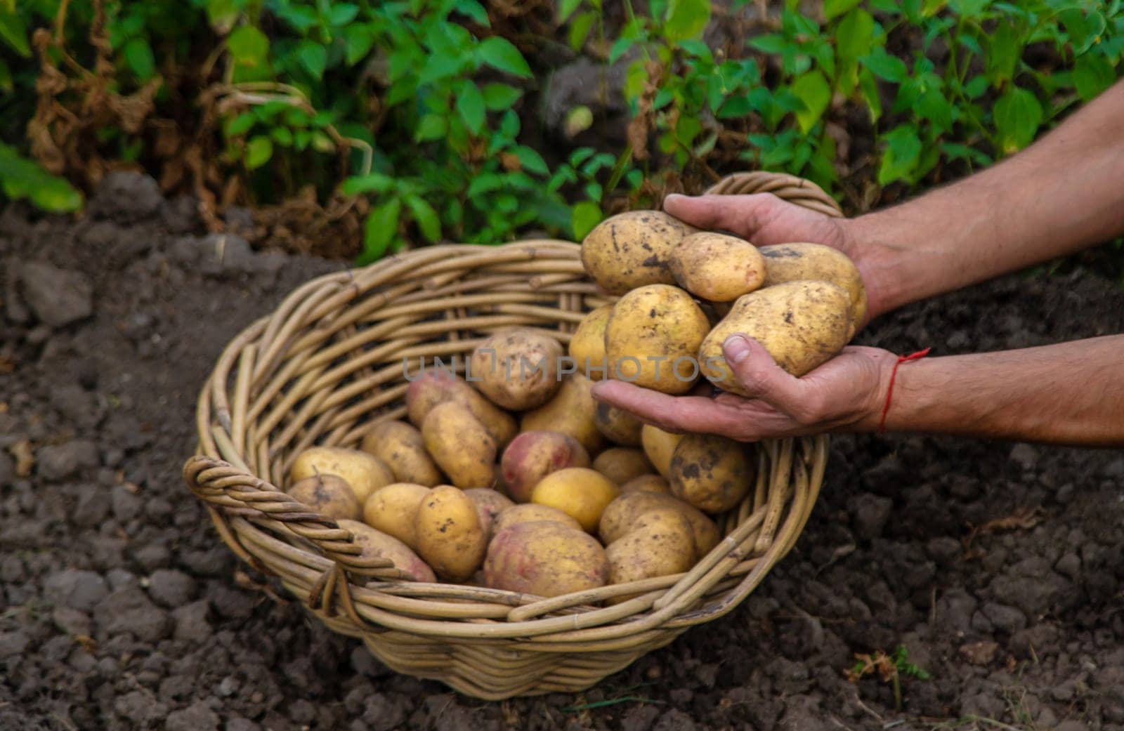 Potato harvest in the garden in hands. selective focus. food.