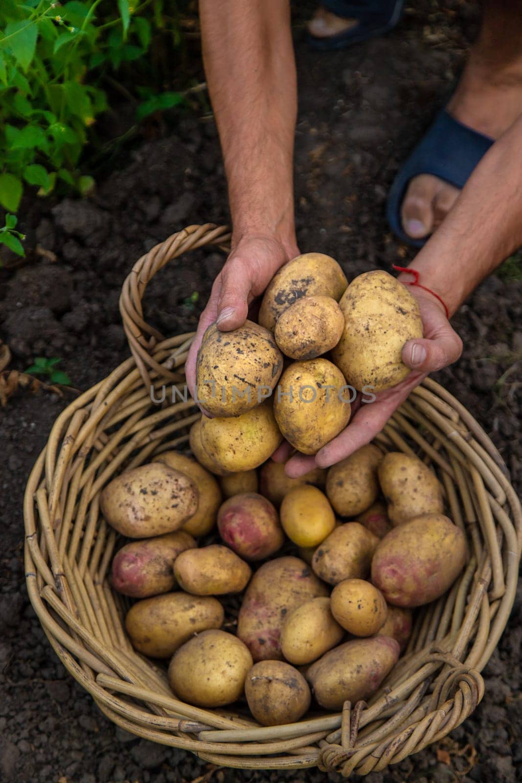 Potato harvest in the garden in hands. selective focus. by yanadjana