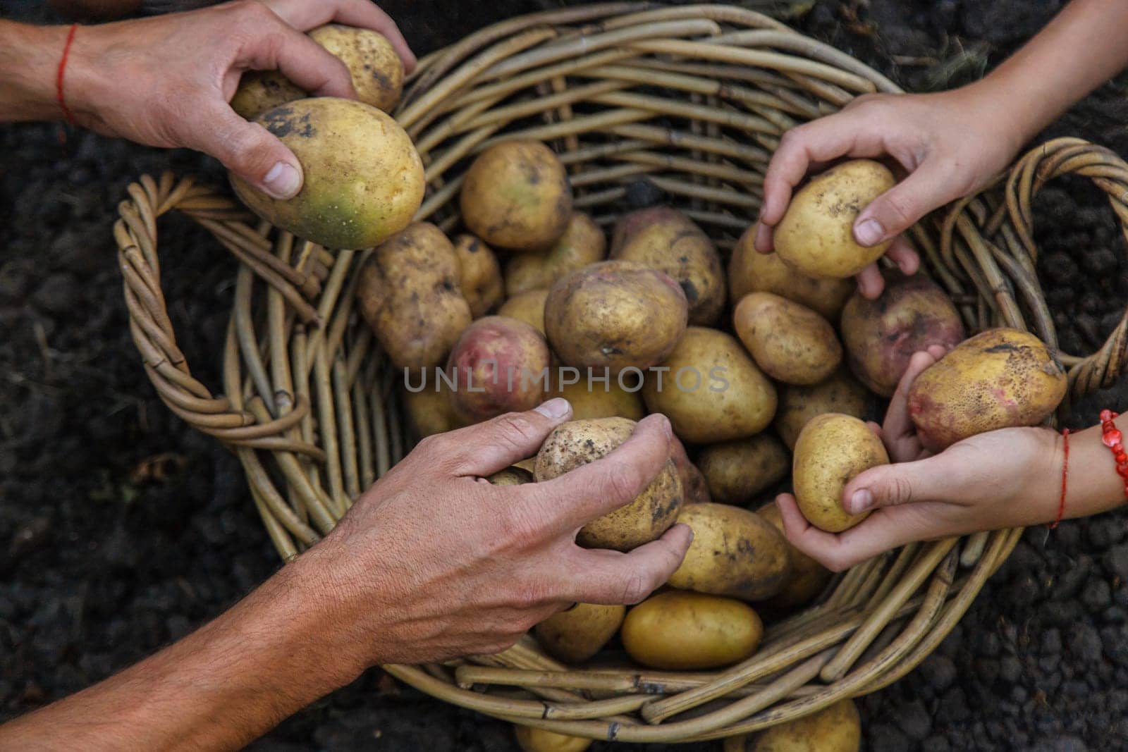 Potato harvest in the garden in hands. selective focus. by yanadjana