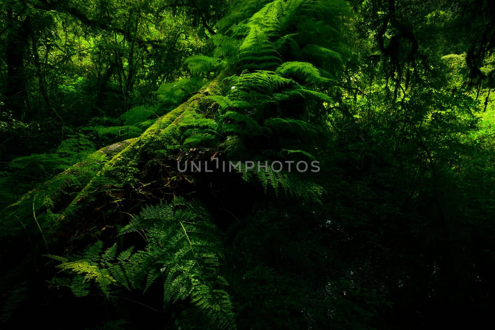 Green forest with fallen tree trunk covered with green moss, lichen and fern. Forest ecosystem. Biodiversity of cloud forest. Natural carbon sink. Green tree capture CO2. Sustainable green environment by Fahroni