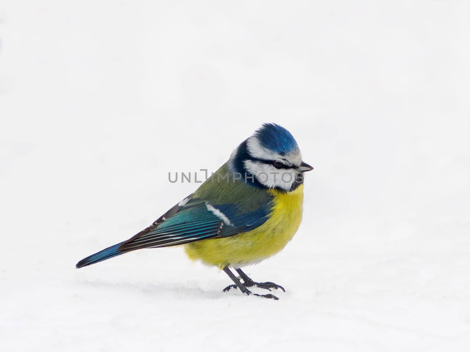 Side view of Blue Tit, Cyanistes caeruleus, isolated on white snow. Side view of beautiful and cute Blue Tit perching on snow, Cyanistes caeruleus, isolated on white. Birdwatching concept.