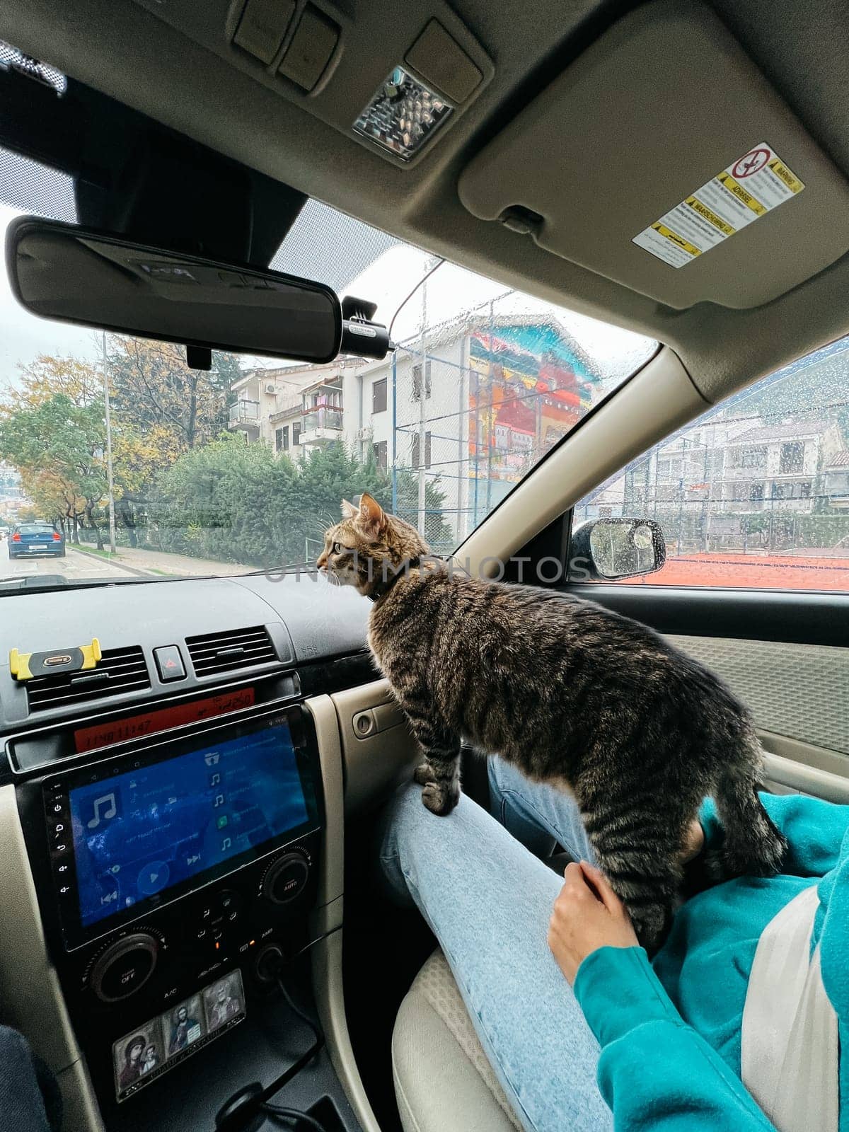 Tabby cat sits on a woman lap in a car and looks through the windshield at the road. High quality photo