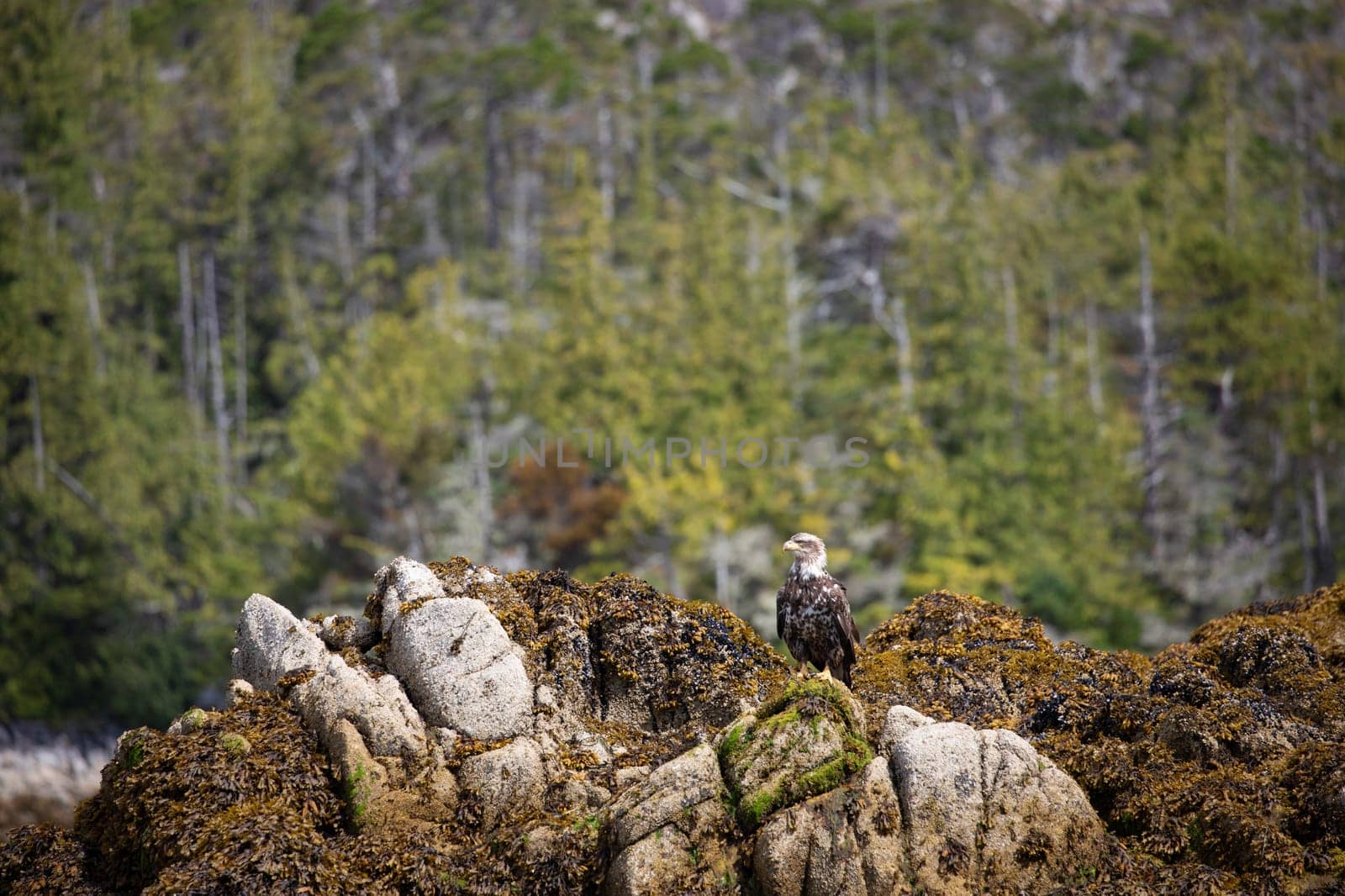 Immature or sub-adult bald eagle perched on a rock covered in seaweed with trees in the background by Granchinho