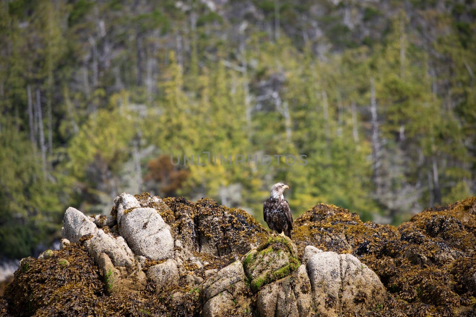 Immature or sub-adult bald eagle perched on a rock covered in seaweed with trees in the background by Granchinho