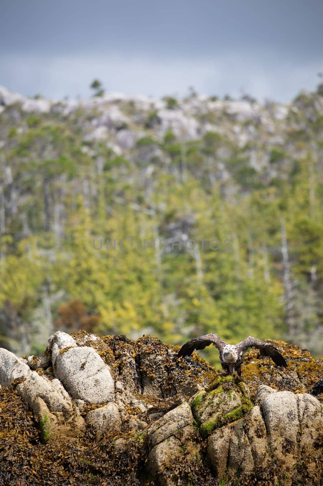 Immature or sub-adult bald eagle getting ready to take off from a rock covered in seaweed with trees in the background by Granchinho