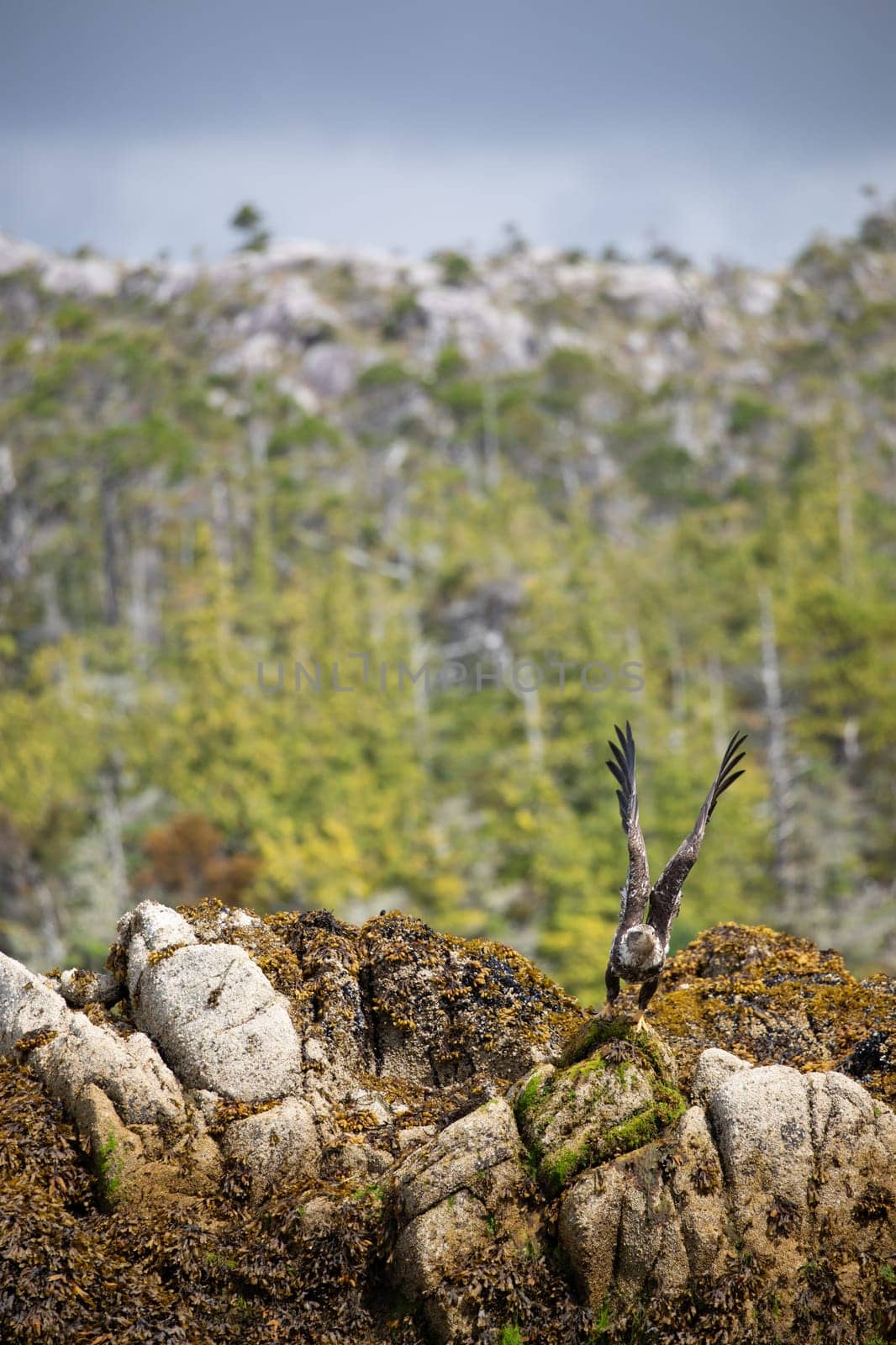 Immature or sub-adult bald eagle with wings spread for takeoff from a rock covered in seaweed by Granchinho