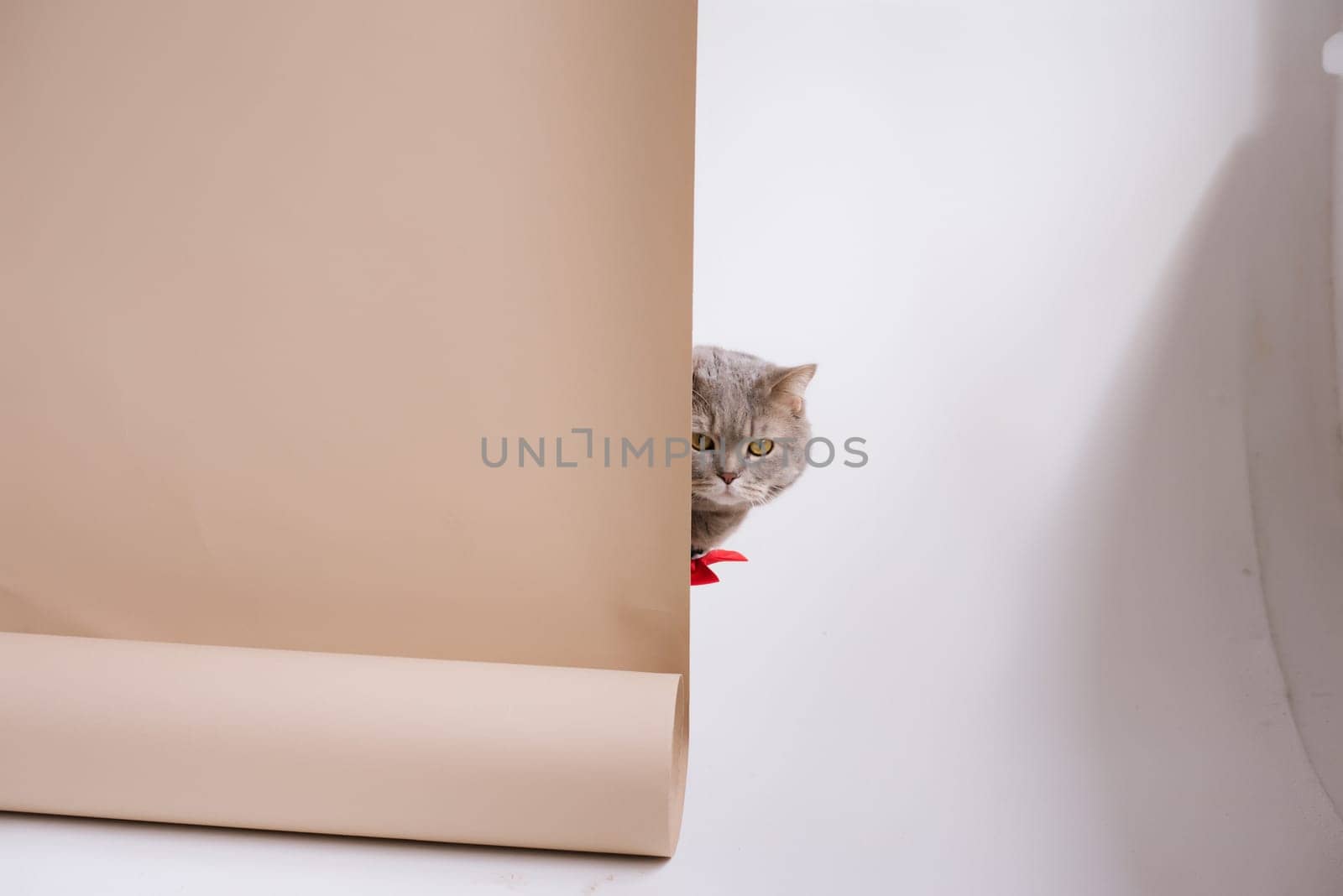 A Pet Scottish straight eared cat working in costume shirt and a red tie in a white video production studio