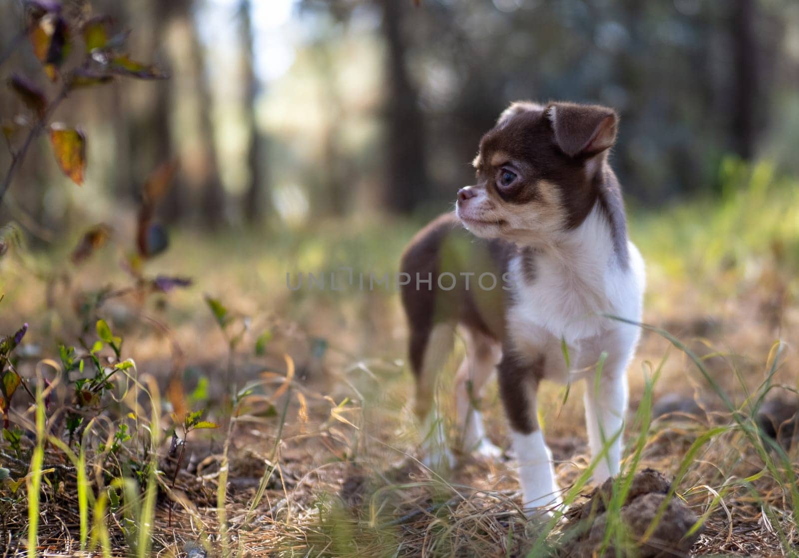 A small Chihuahua puppy stands attentively in a forest, surrounded by a blurred natural backdrop and fallen leaves.