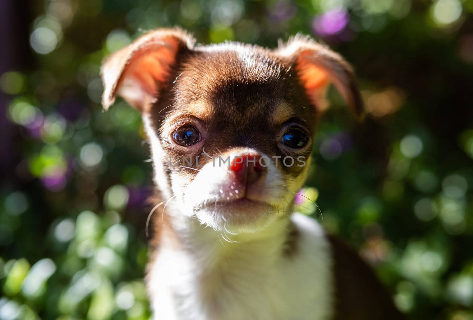 Sun-Kissed Chihuahua Puppy by gcm