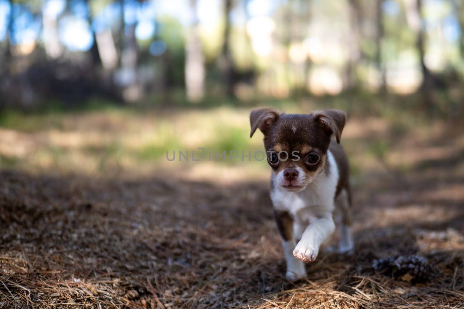 A small Chihuahua puppy captured in a moment of wanderlust, walking through the forest with curiosity and determination.