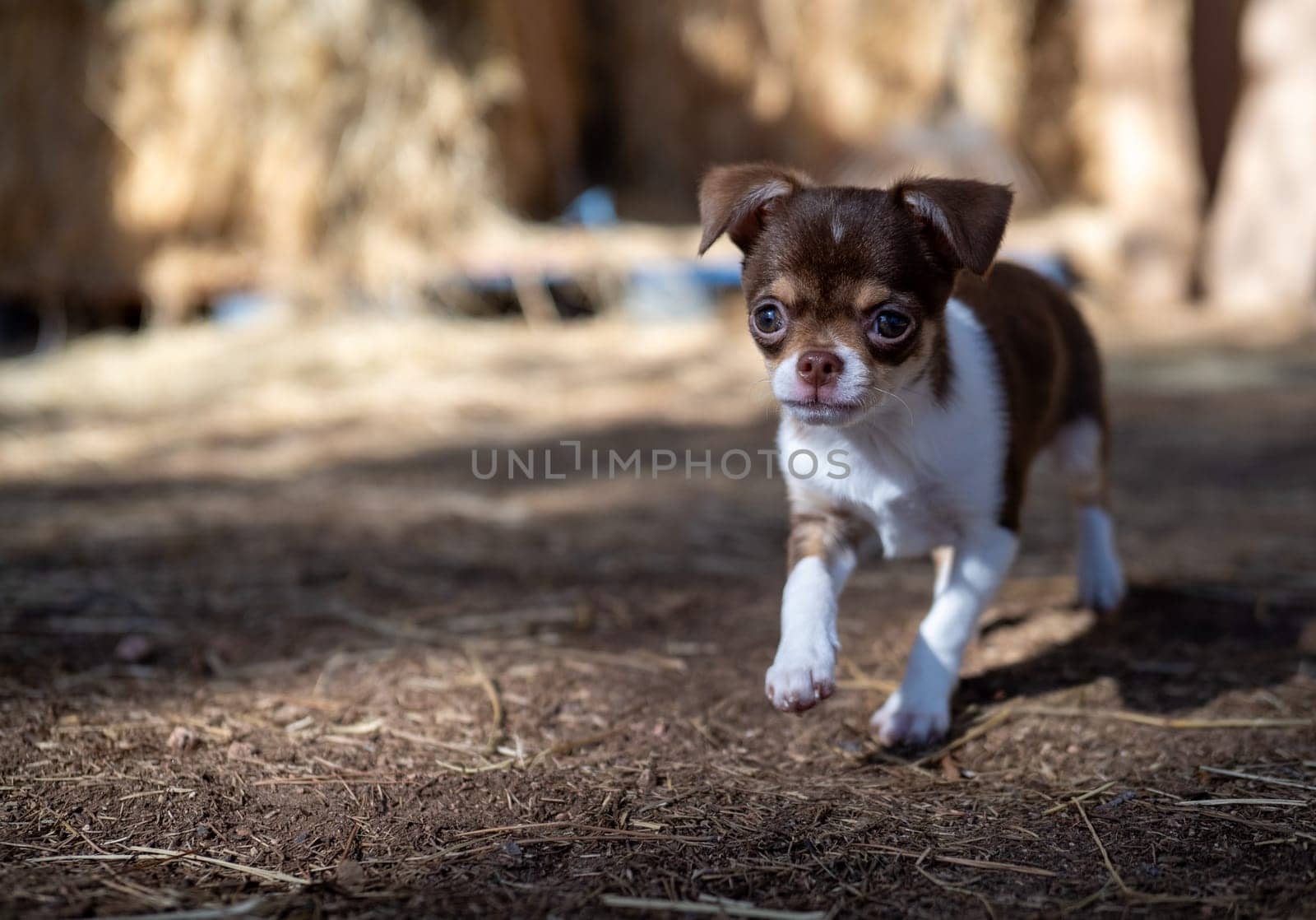 A brown and white Chihuahua puppy takes cautious steps on a straw-covered ground, exploring with determination.