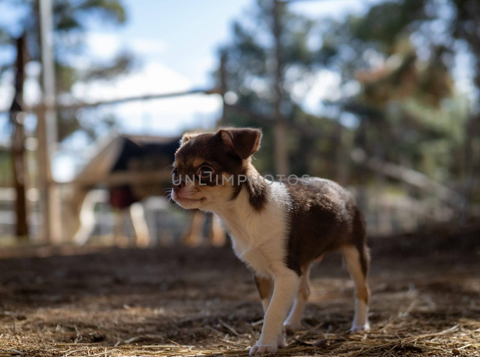 A curious Chihuahua puppy carefully explores a farmyard, with a backdrop of wooden fences and a clear sky above.