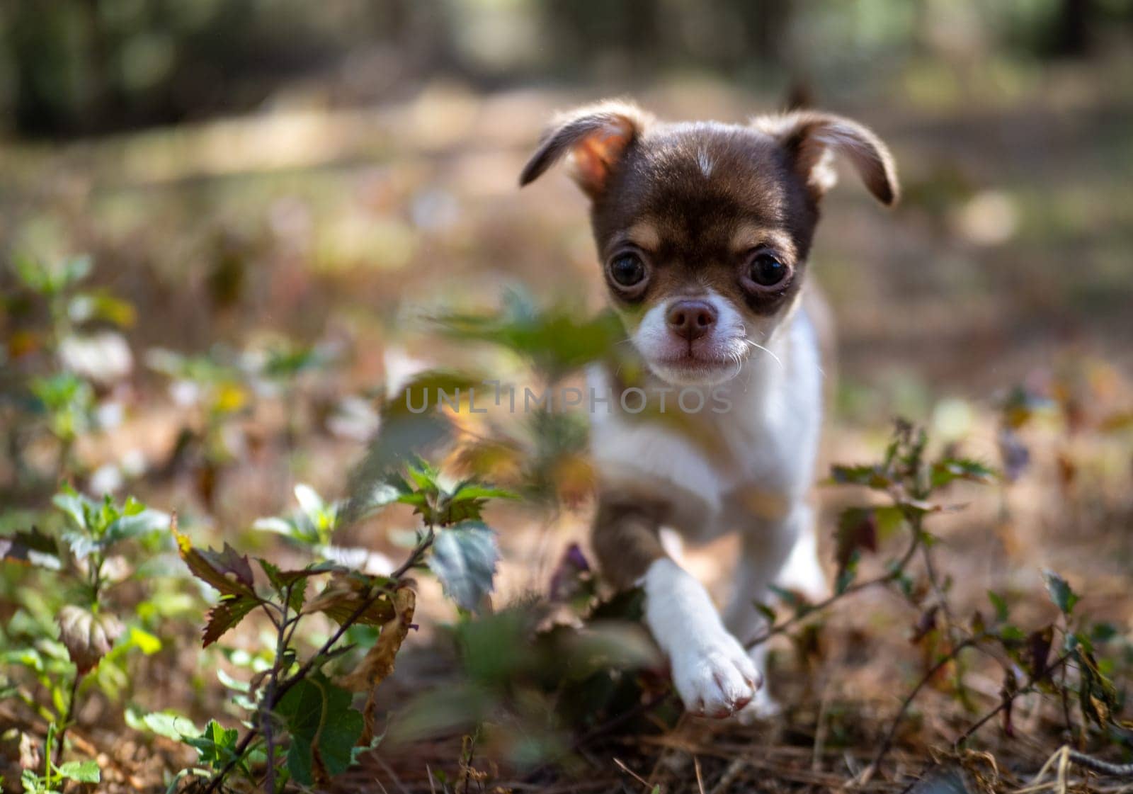 Sunny Day with a Chihuahua Puppy by gcm