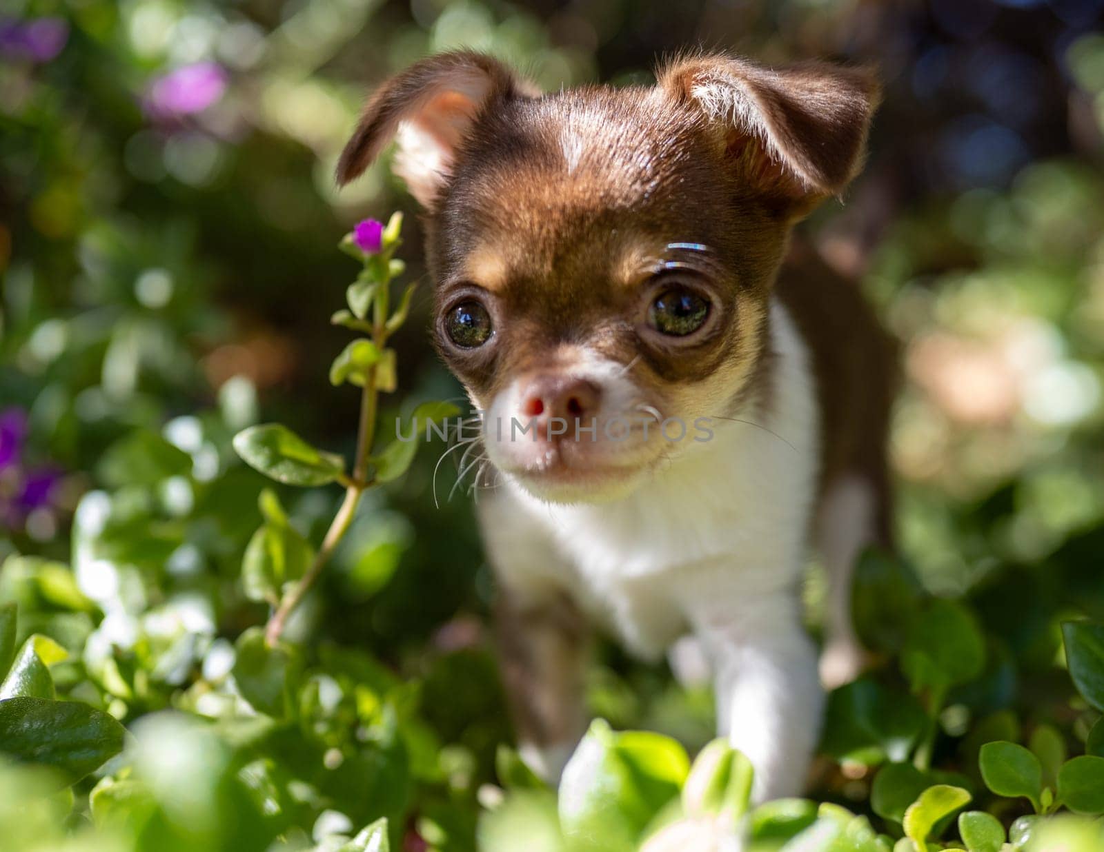 With bright eyes and a sense of wonder, a Chihuahua puppy explores a lush garden, peering through a curtain of green leaves.