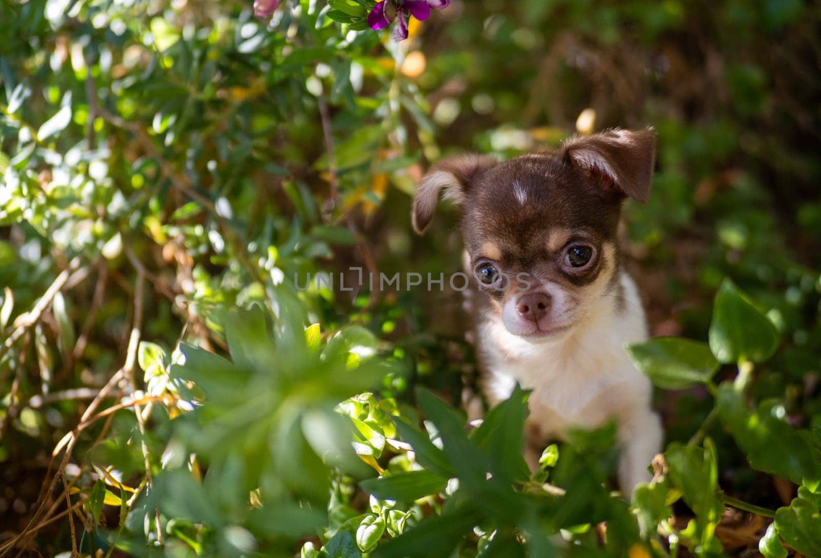 A curious Chihuahua puppy embarks on a garden adventure, navigating through the greenery with a backdrop of sunlight filtering through the trees.