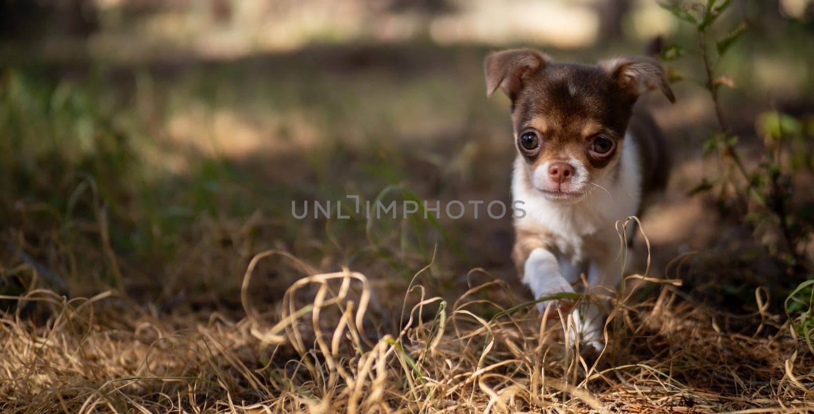 Chihuahua Puppy's Day Out by gcm