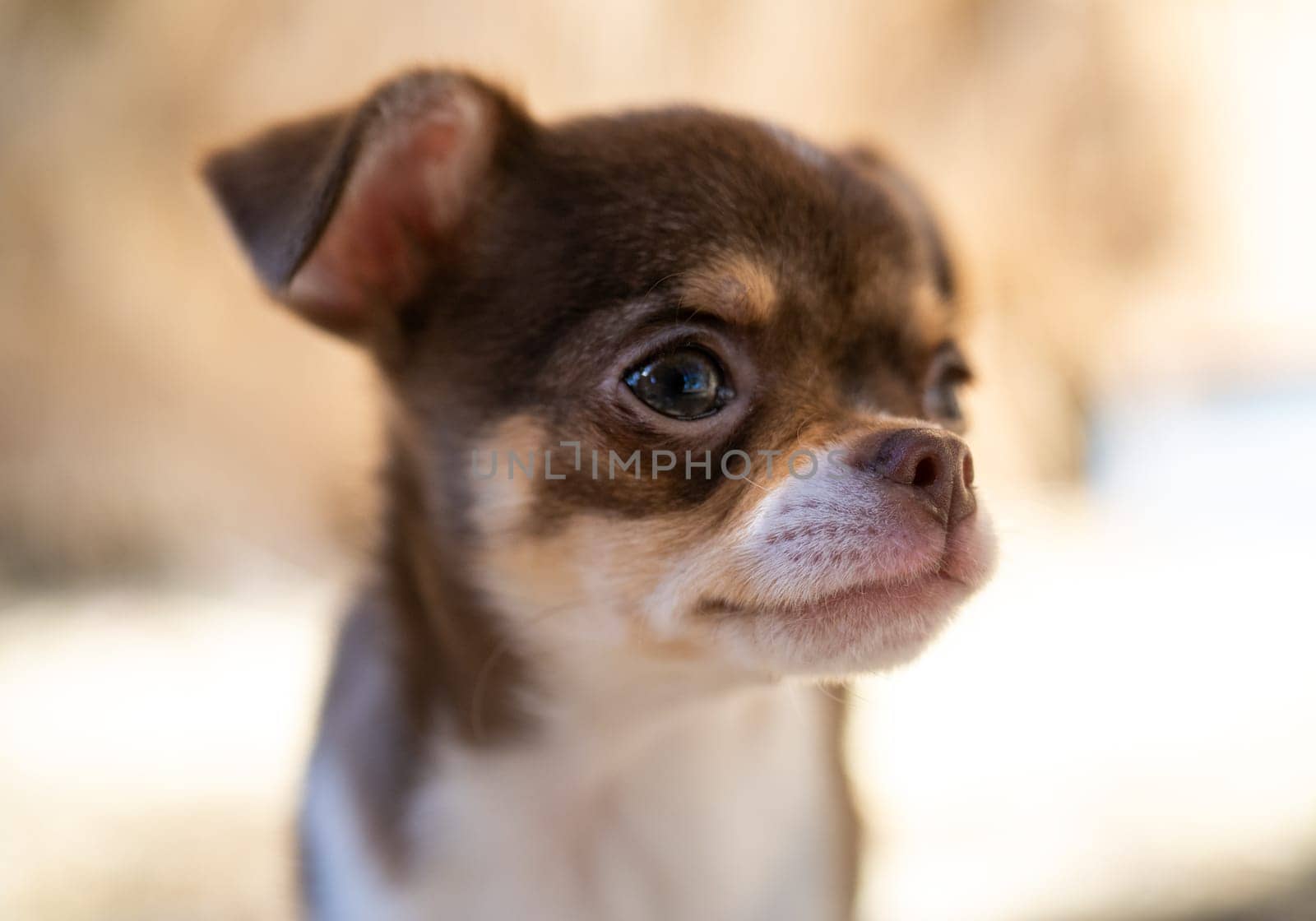 A profile view of a contemplative brown and white Chihuahua puppy, with soft focus background enhancing its thoughtful expression.