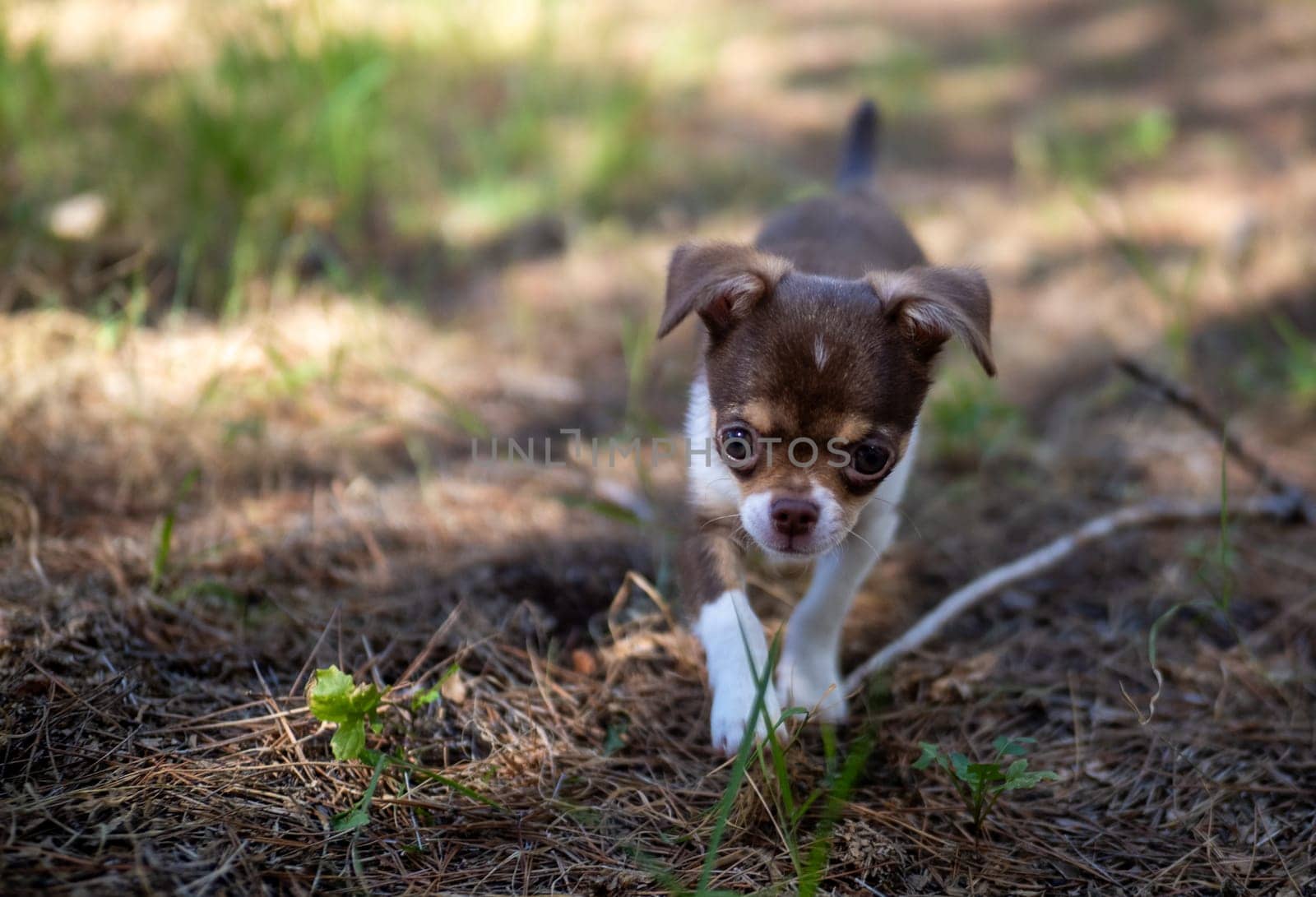 A curious Chihuahua puppy explores the forest floor, displaying an eagerness to discover the world around it.