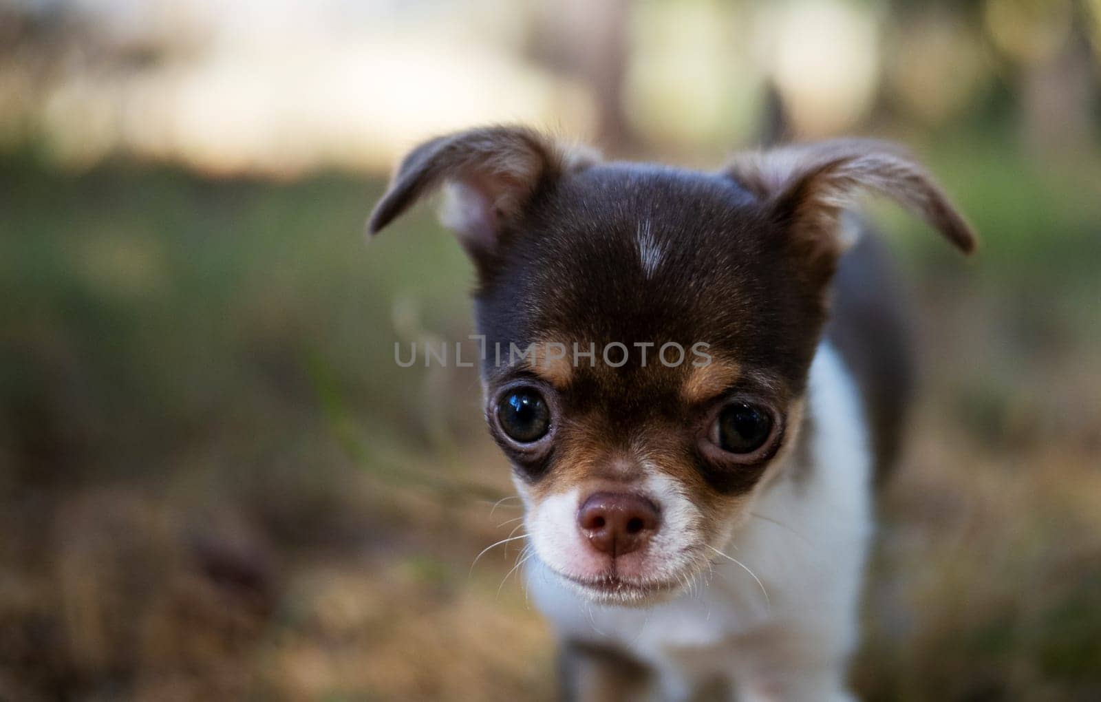 Chihuahua Pup's Quiet Moment by gcm