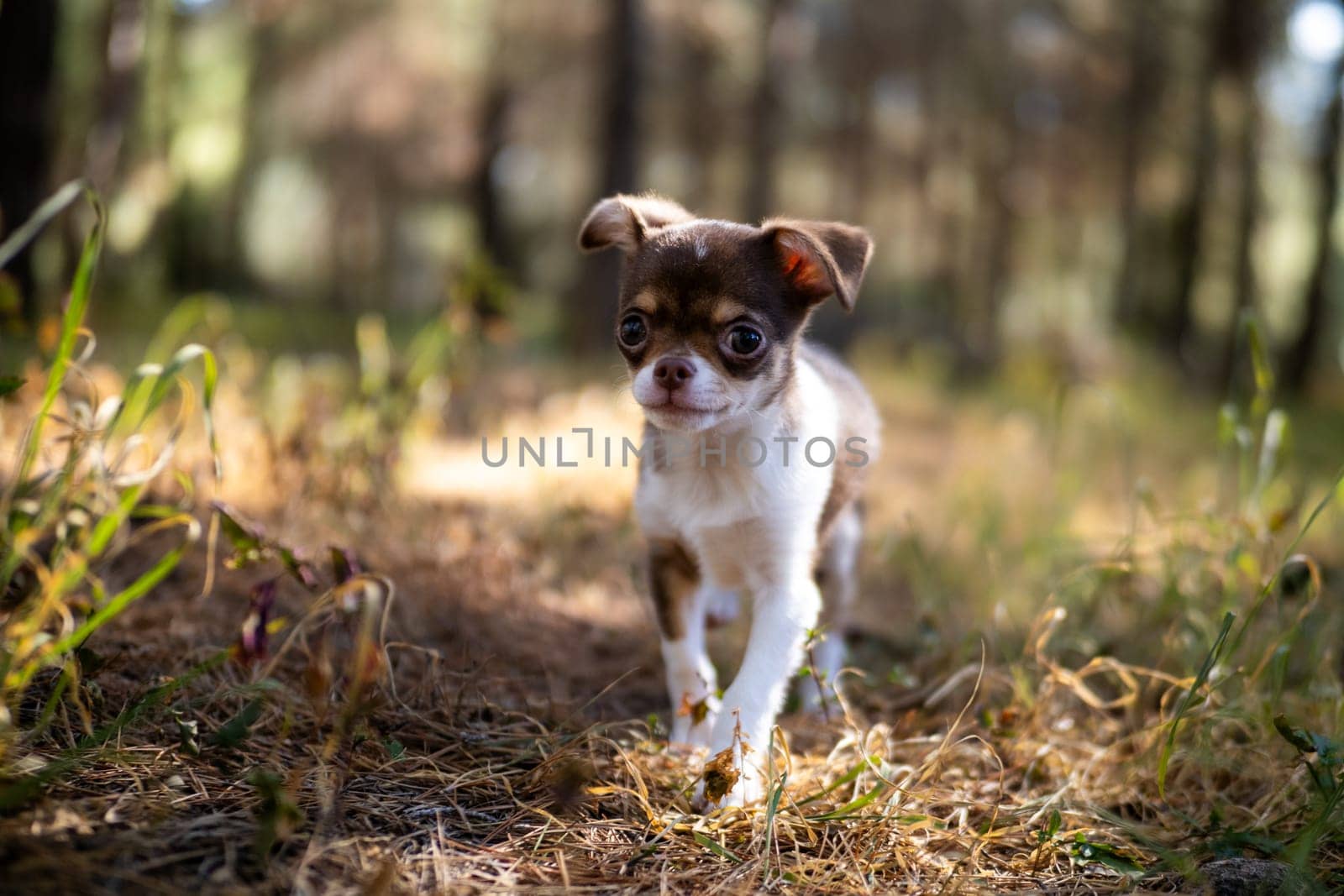 Chihuahua Puppy on a Sunlit Path by gcm