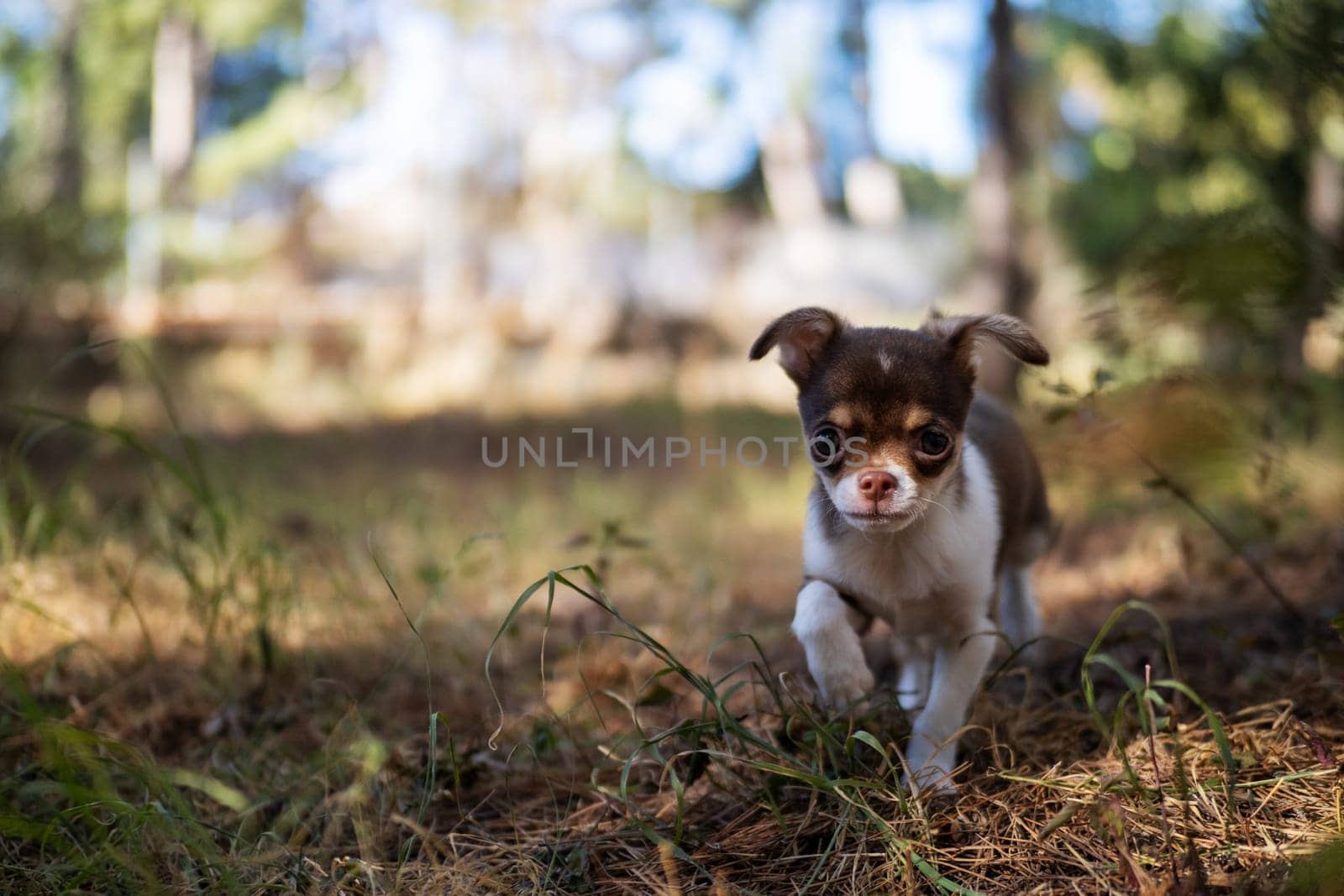 An inquisitive Chihuahua puppy looks out from a forest path, surrounded by towering trees and dappled light.