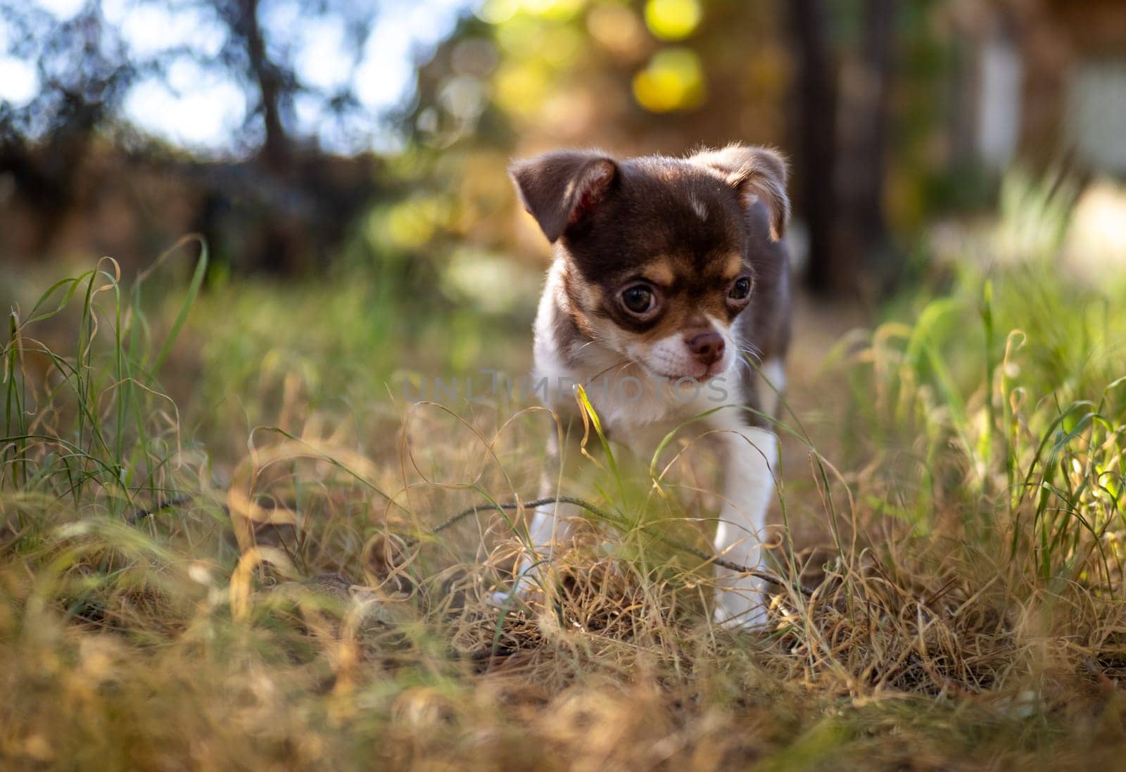 A tiny Chihuahua puppy appears almost hidden as it stands amidst tall grass, with soft sunlight filtering through trees.