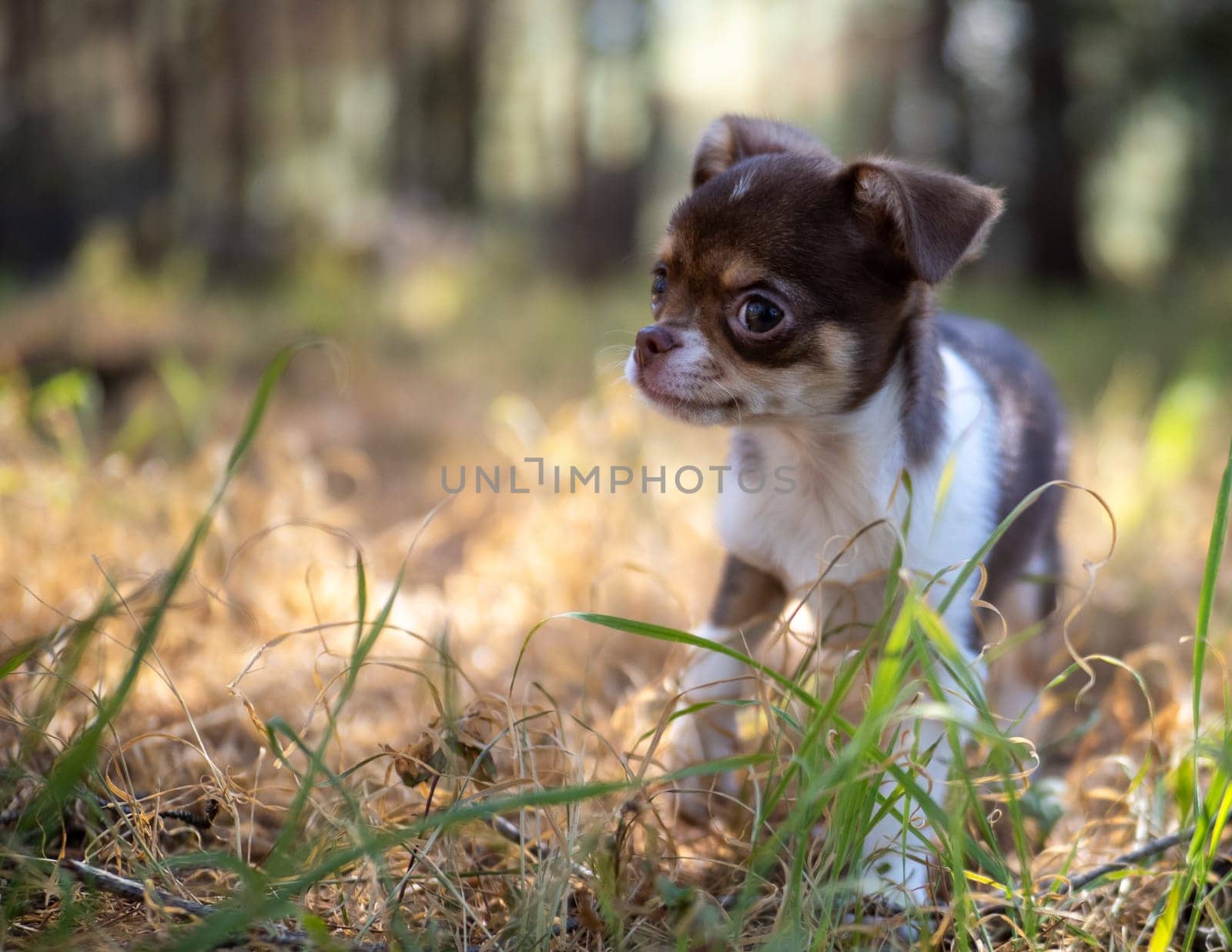 This evocative image captures a pensive Chihuahua puppy amidst golden autumn grass, gazing into the distance.