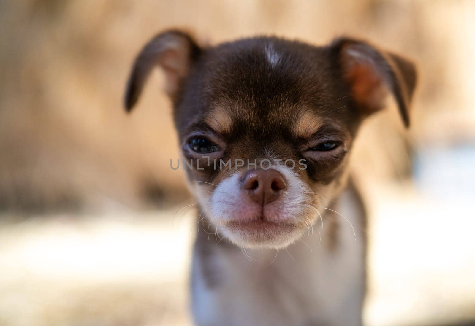 A diminutive brown and white Chihuahua puppy appears to furrow its brow in a stern look, set against a soft-focus backdrop.