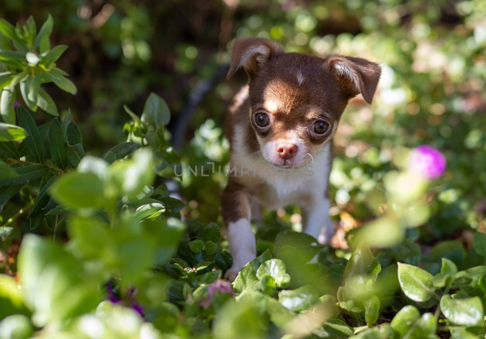 Chihuahua Puppy Amidst Flowering Shrubs by gcm