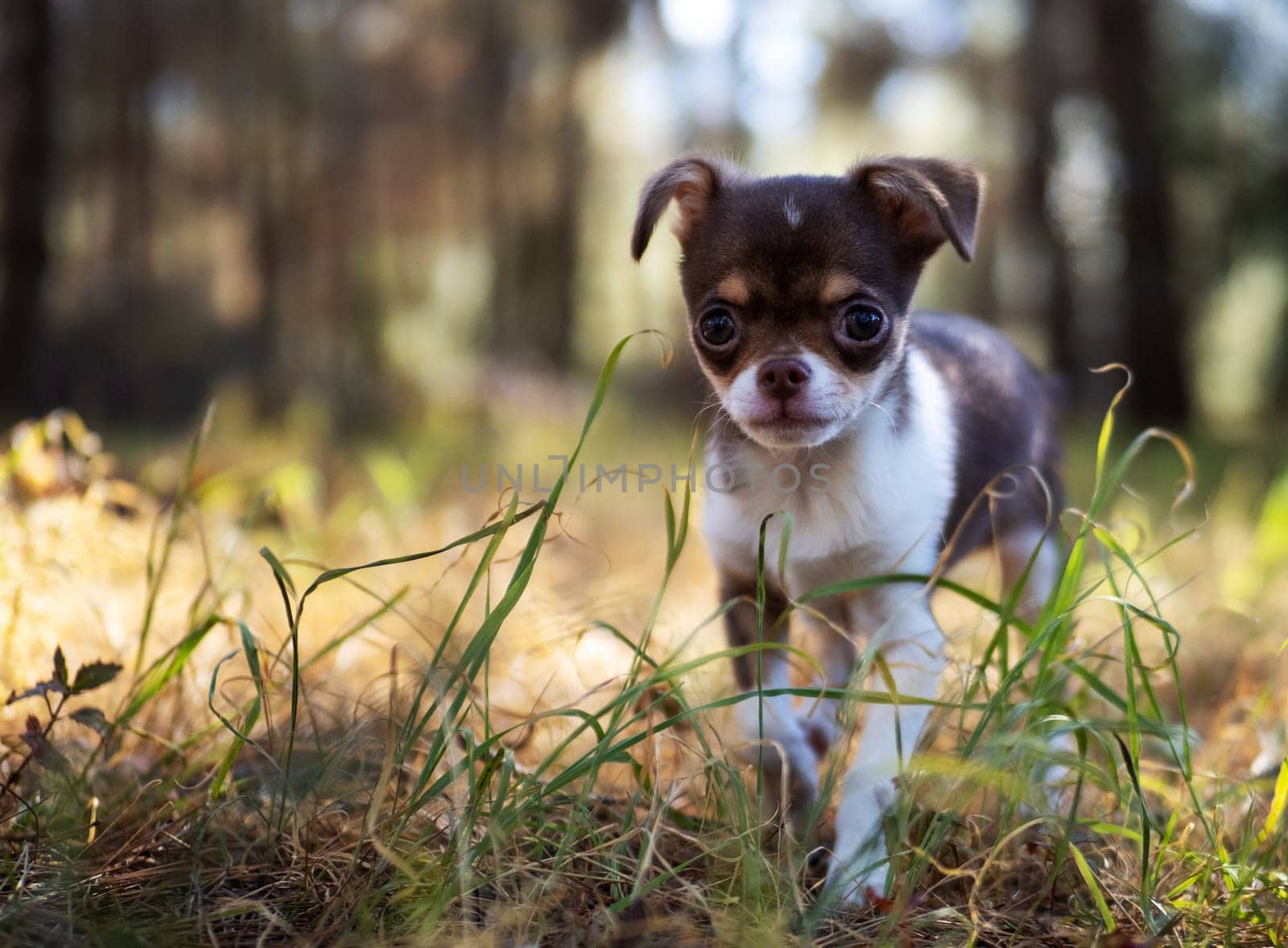 A tiny Chihuahua puppy explores a forest floor, with the warm hues of fall leaves surrounding it.