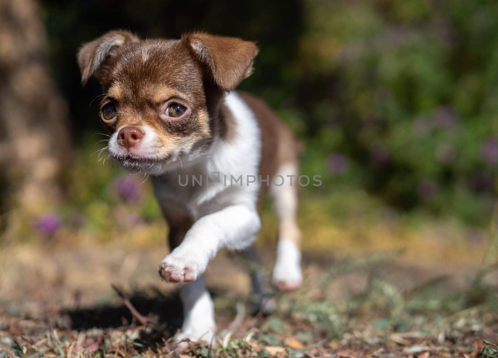 A small brown and white Chihuahua puppy strides forward with determination, surrounded by natural outdoor elements and hints of purple flowers.