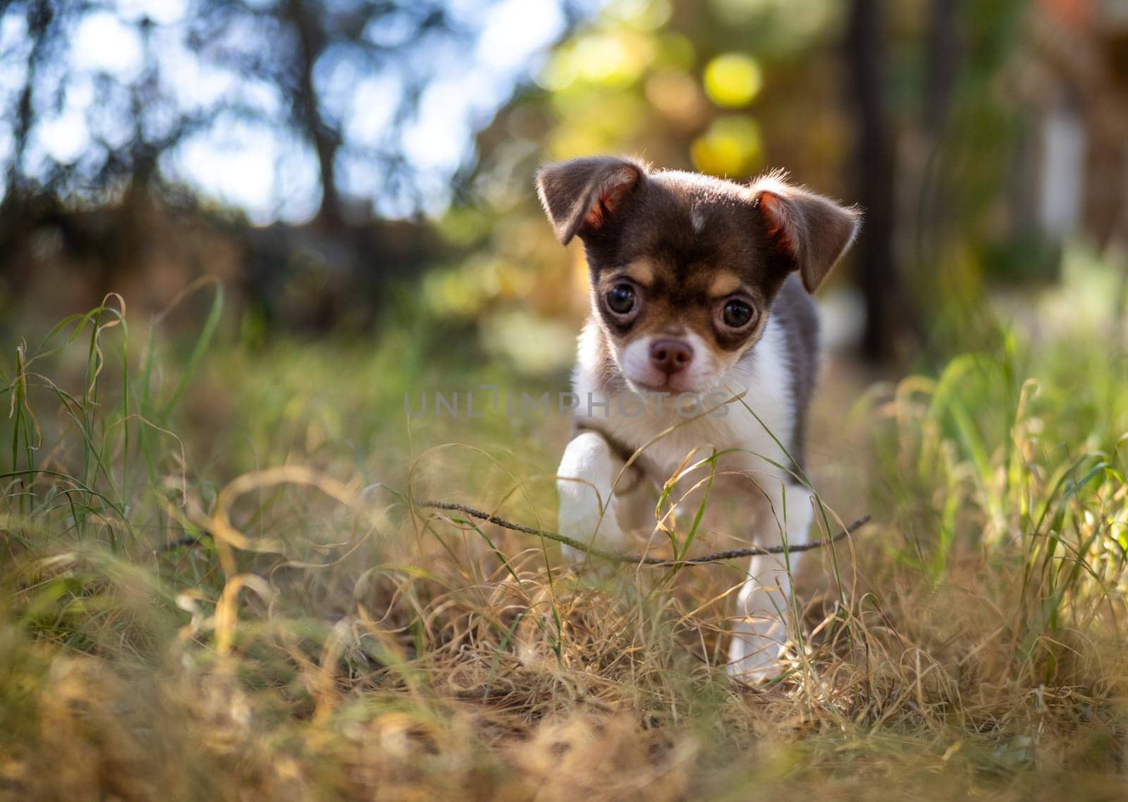 Playful Chihuahua Puppy in Golden Grass by gcm