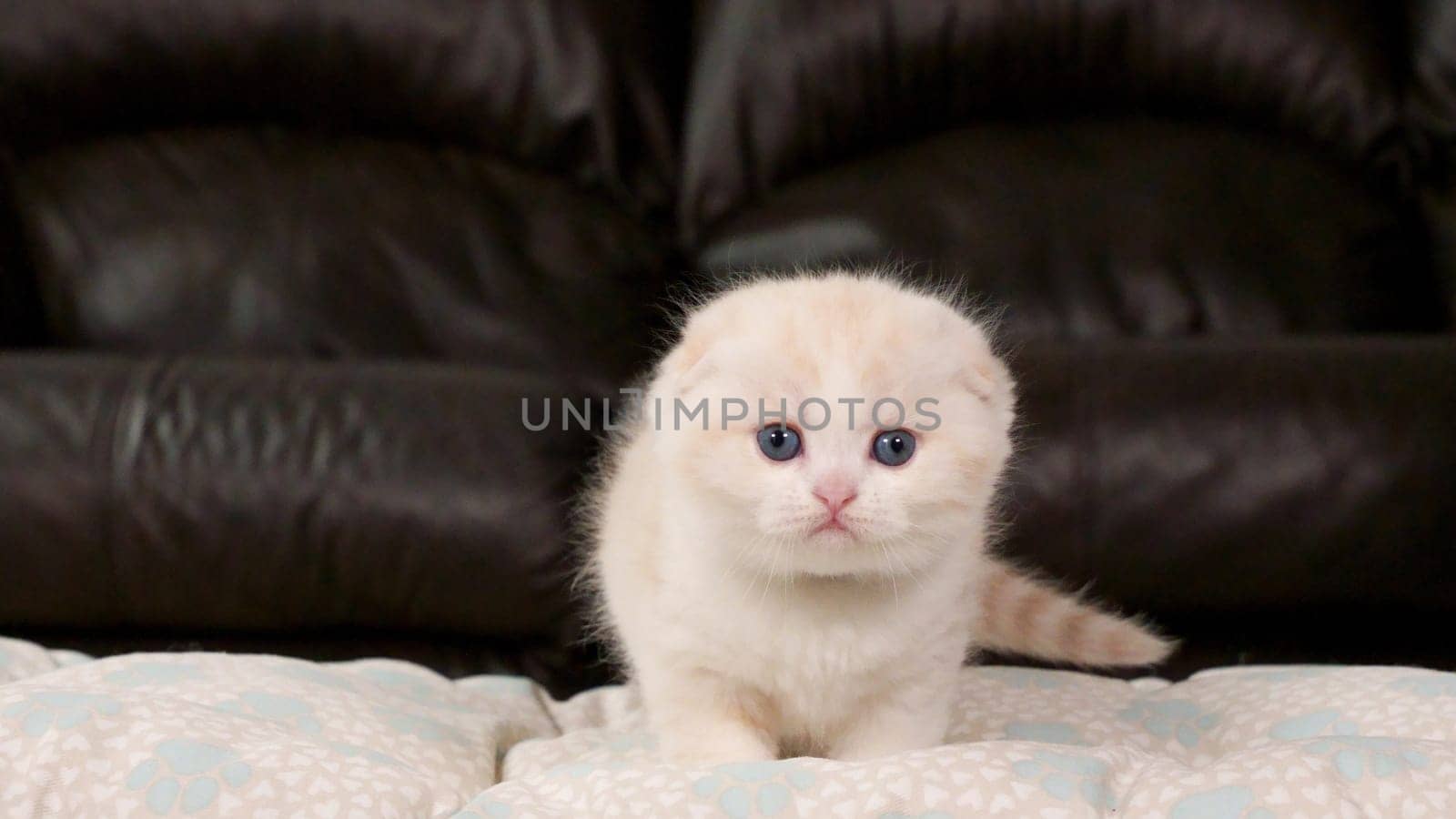 Fluffy cream Scottish fold kitten looking at camera on brown background, front view, space for text. Cute young shorthair white cat with blue eyes