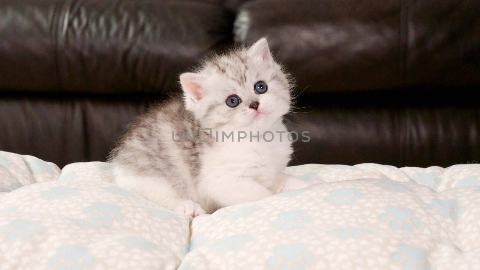 Fluffy white and tabby kitten looking at camera on brown background, front view, space for text. Cute young shorthair stripped cat with blue eyes