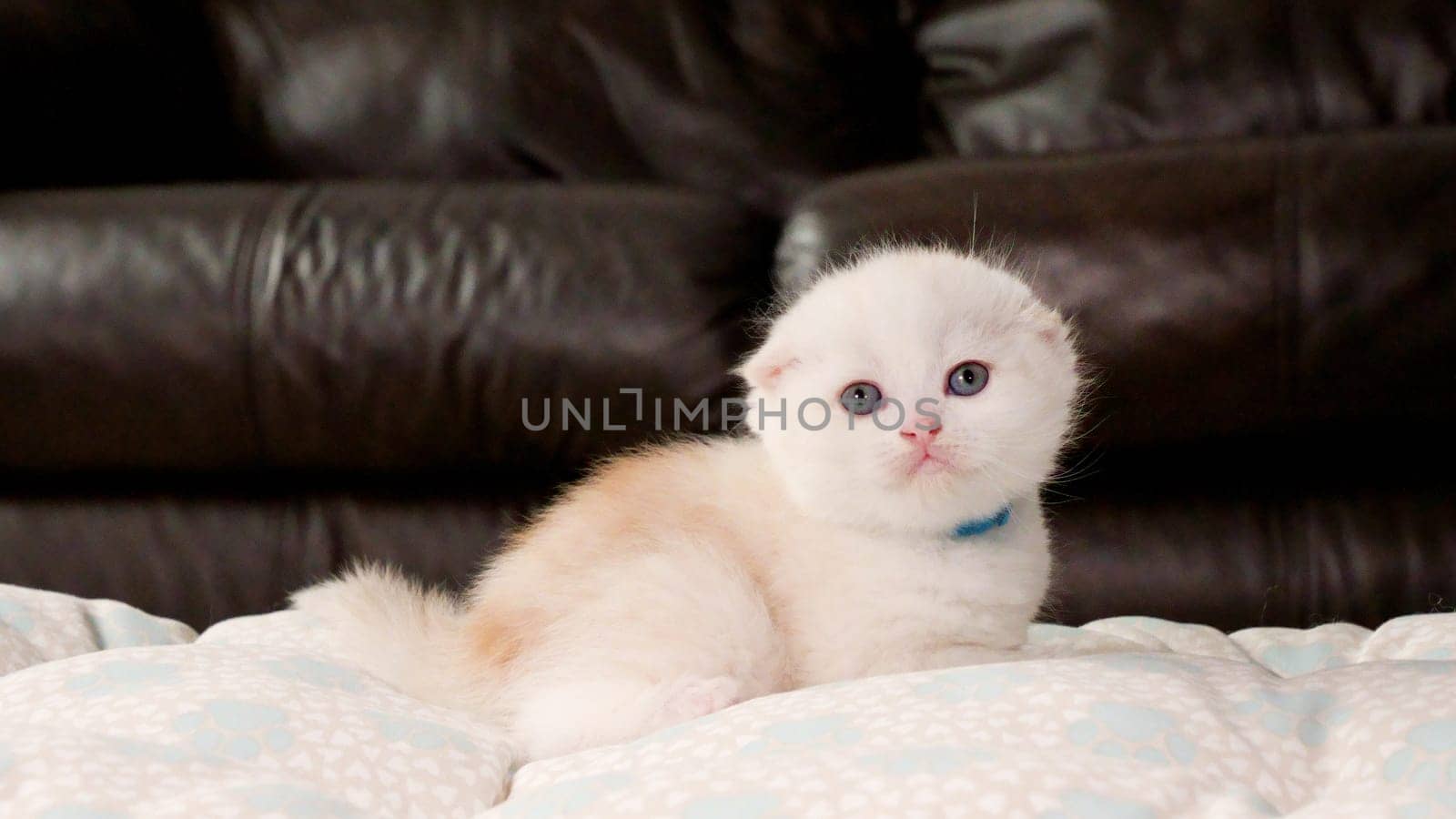 Fluffy Scottish fold cream kitten looking at camera on brown background, front view, space for text. Cute young shorthair white cat with blue eyes
