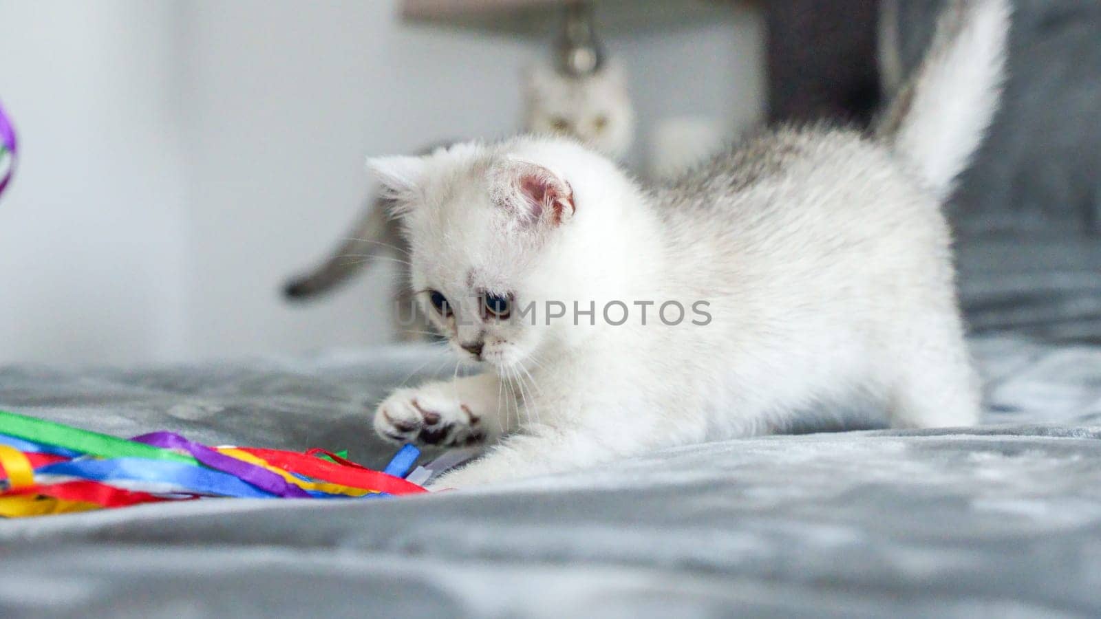 Fluffy white Scottish kitten is playing with colorful ribbons, front view, space for text. Cute young British shorthair white cat with brown eyes