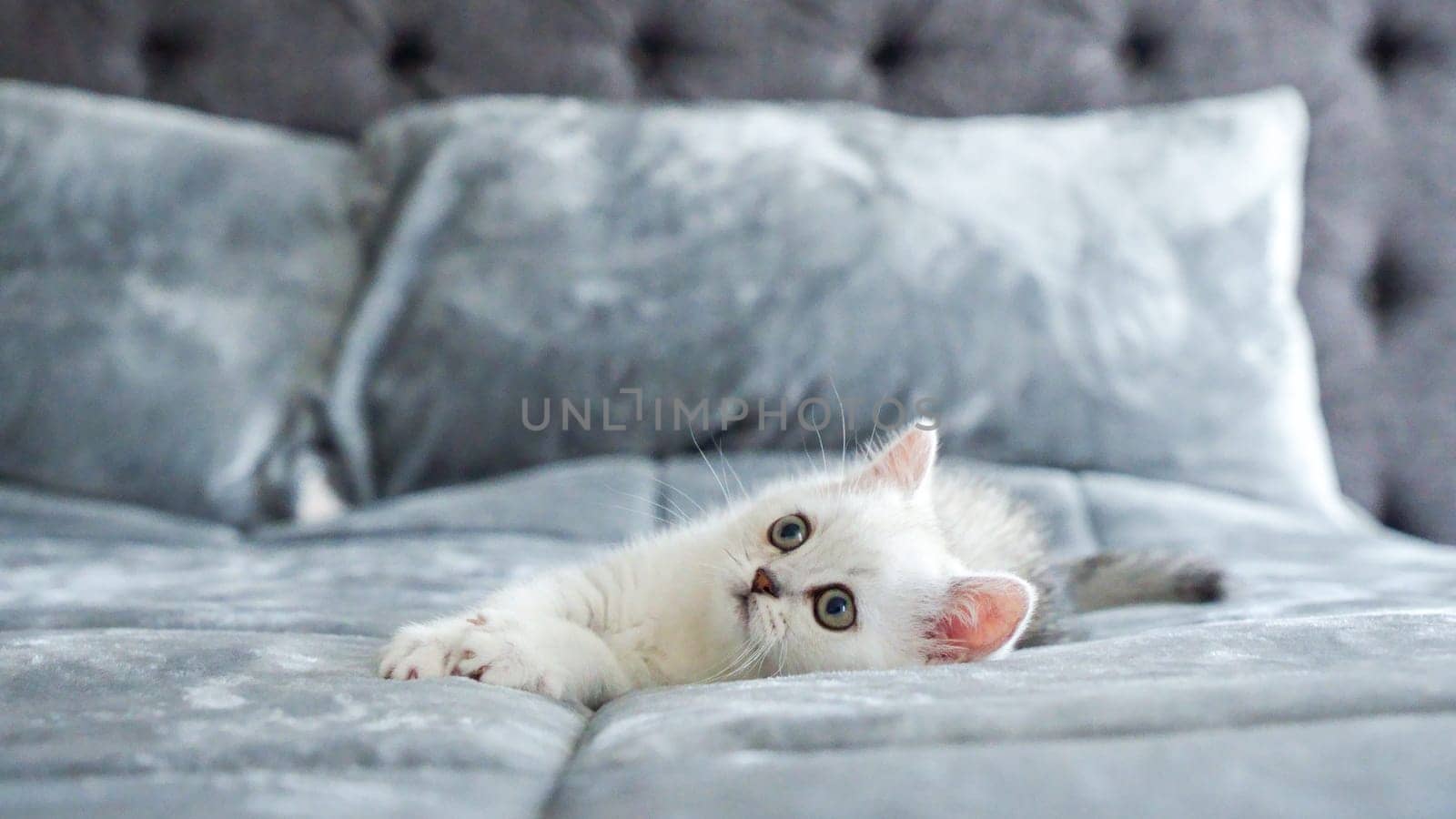 Fluffy white Scottish kitten is laying on bed, front view, space for text. Cute young British shorthair white cat with brown eyes. by JuliaDorian