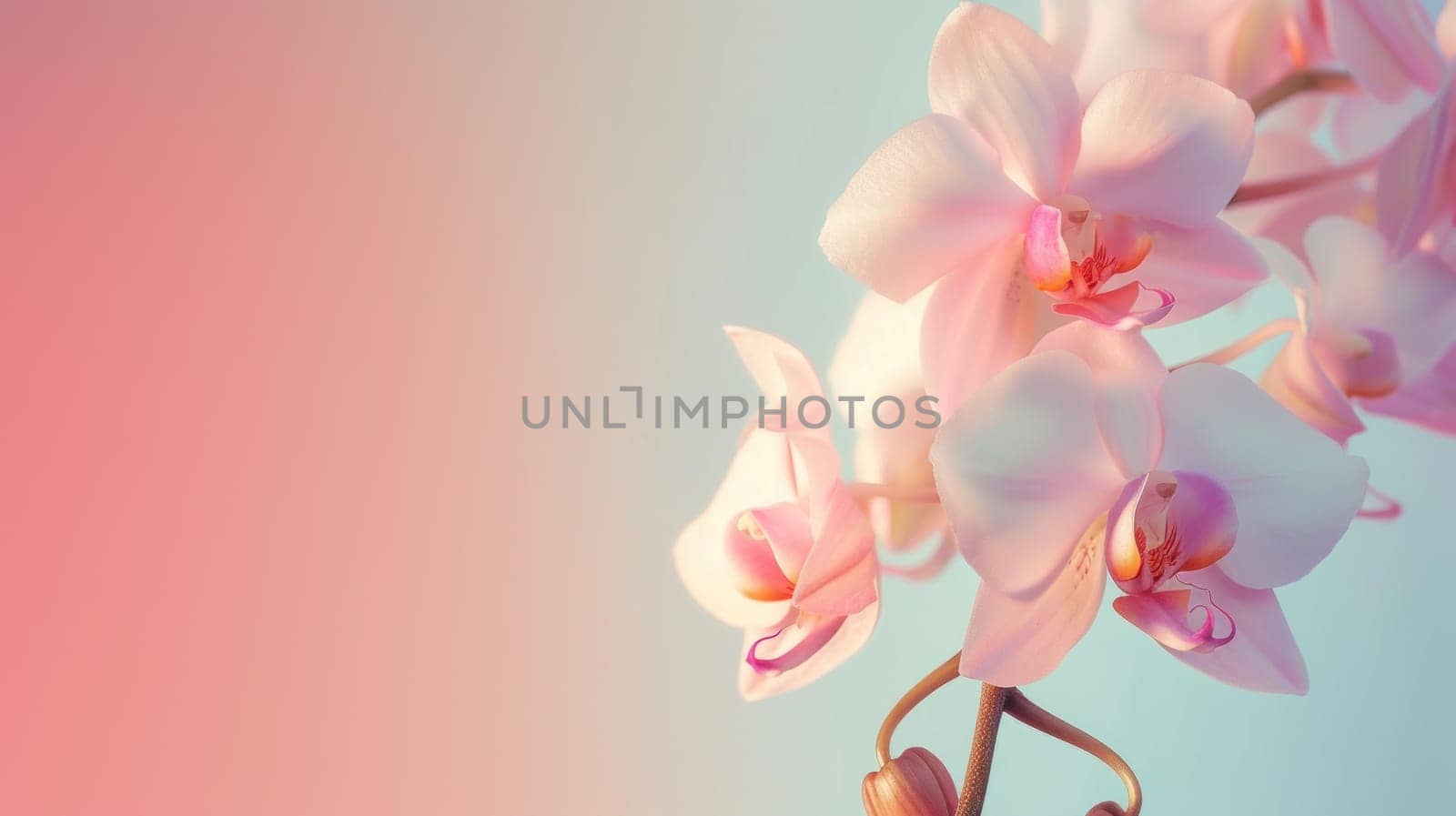 Orchid flower design colors with copy space. Generative AI by golfmerrymaker