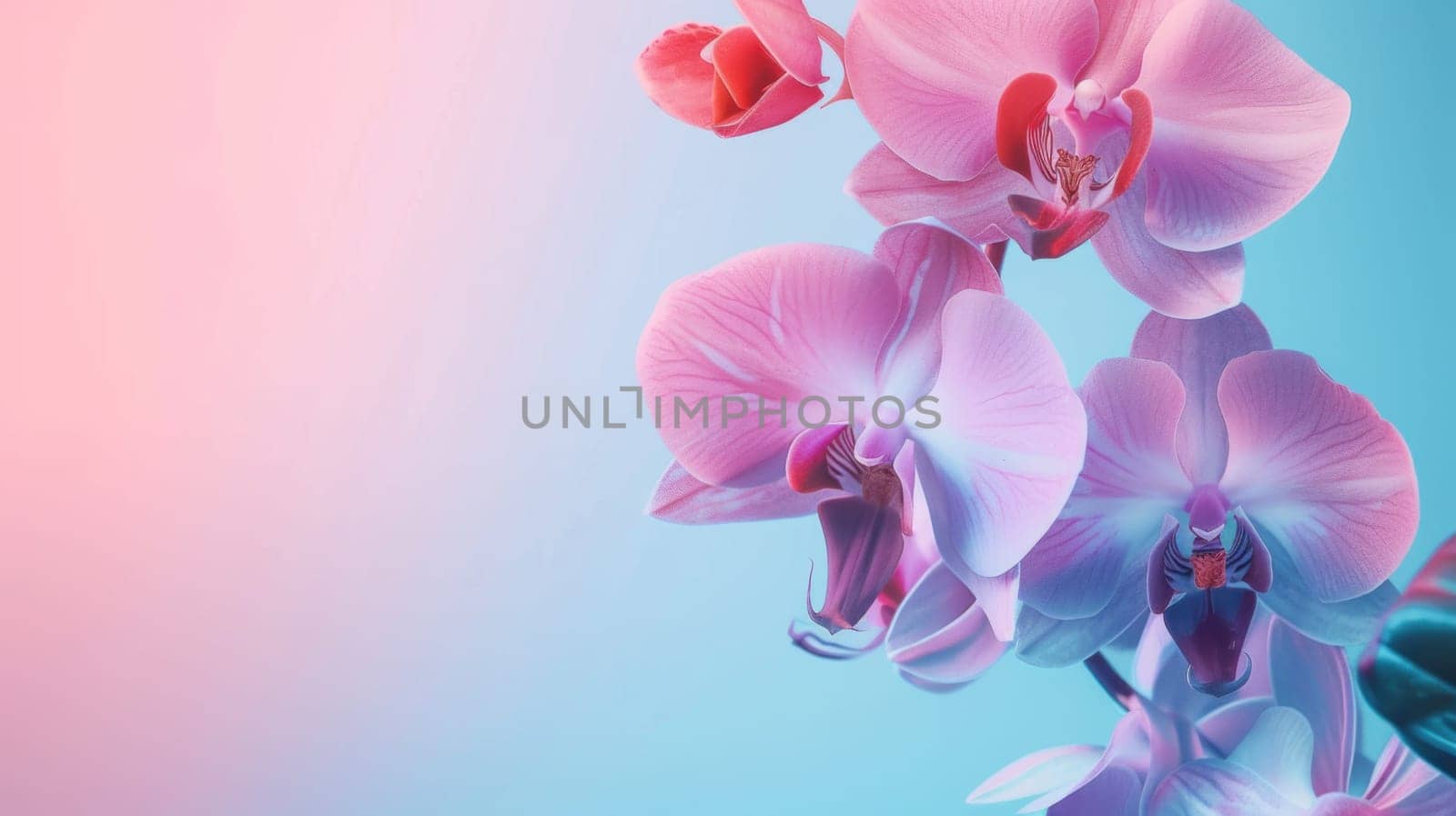 Orchid flower design colors with copy space. Generative AI.